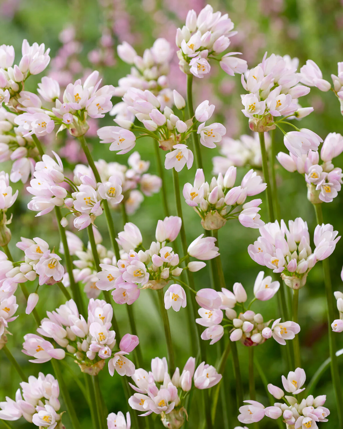 Allium roseum - Image 10