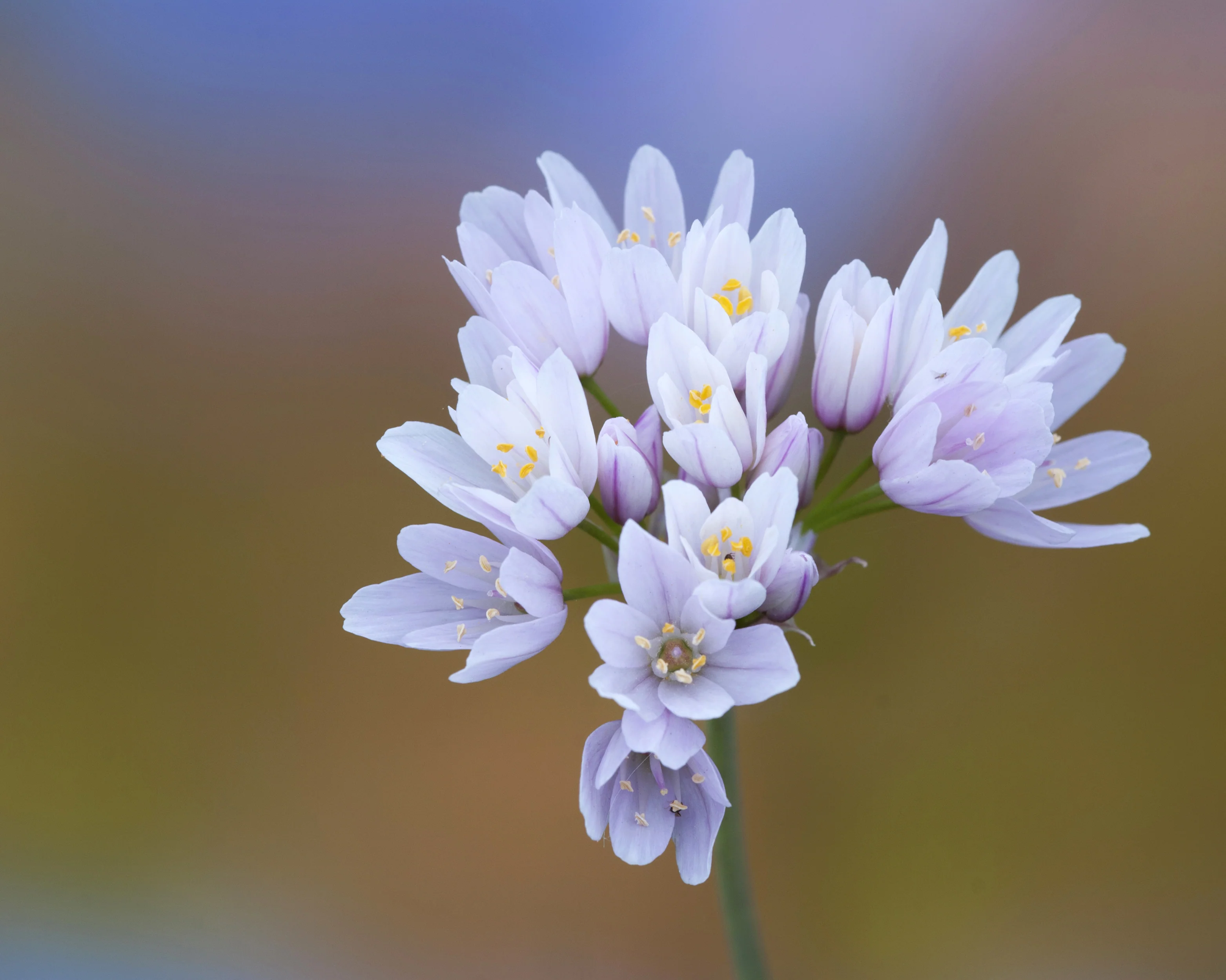 Allium roseum - Image 11