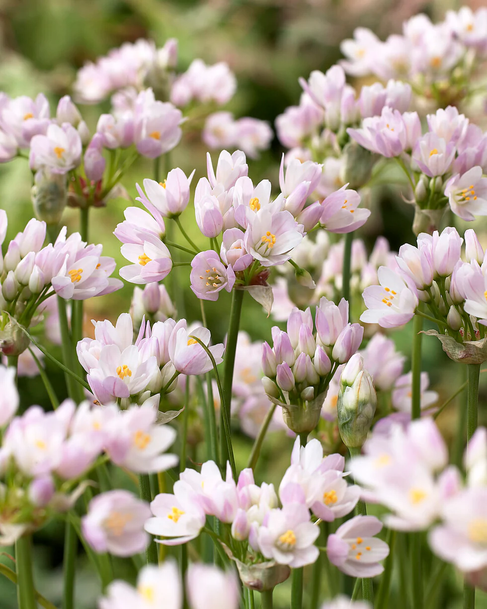 Allium roseum - Image 3