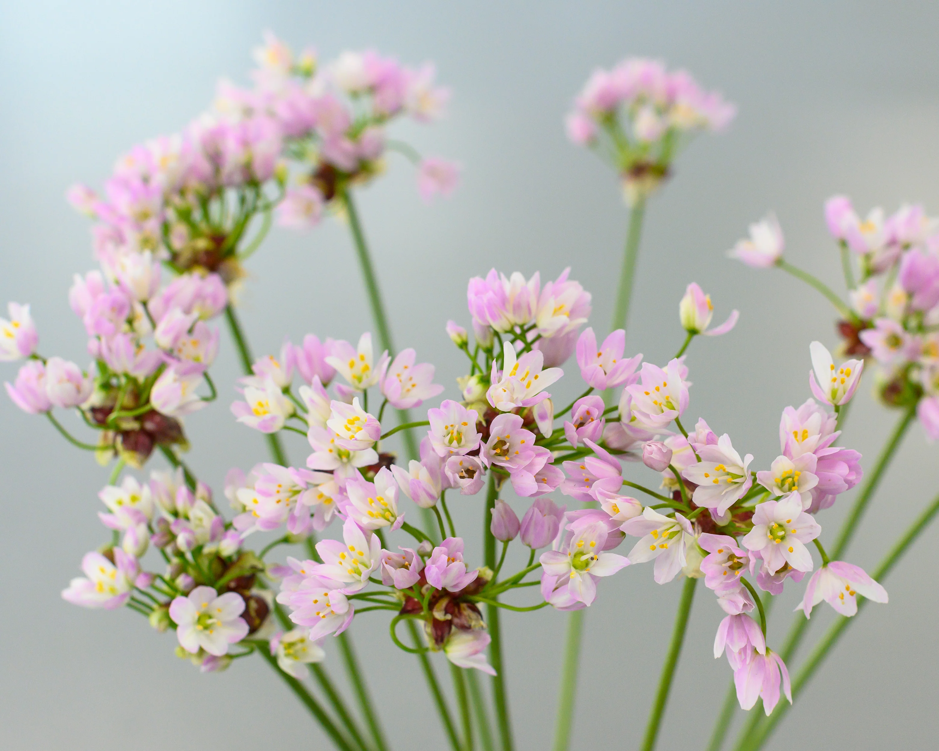 Allium roseum - Image 6