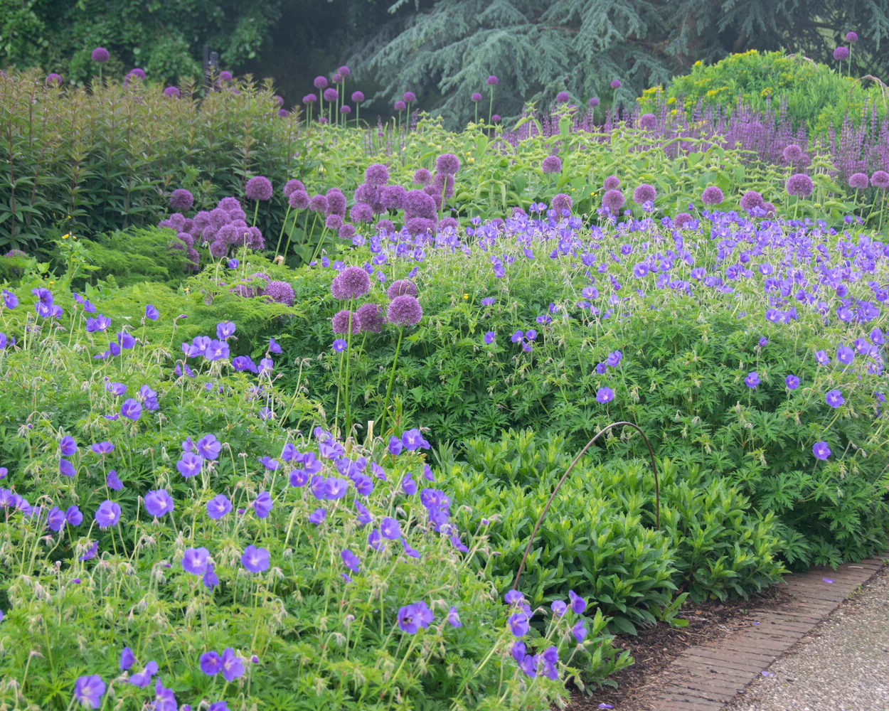 Allium 'Round 'n' Purple' - Image 3