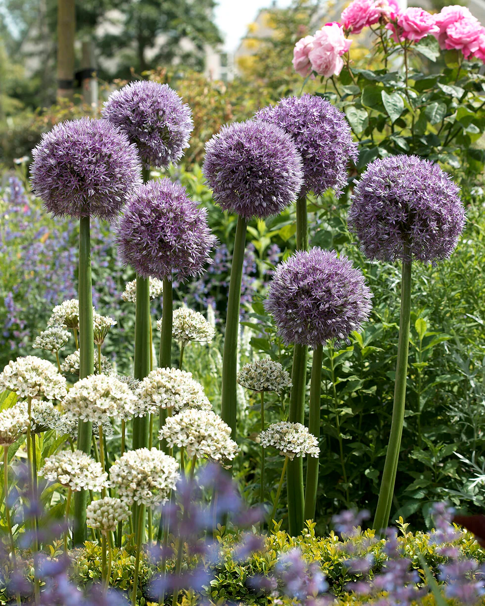 Allium 'Round 'n' Purple' - Image 7