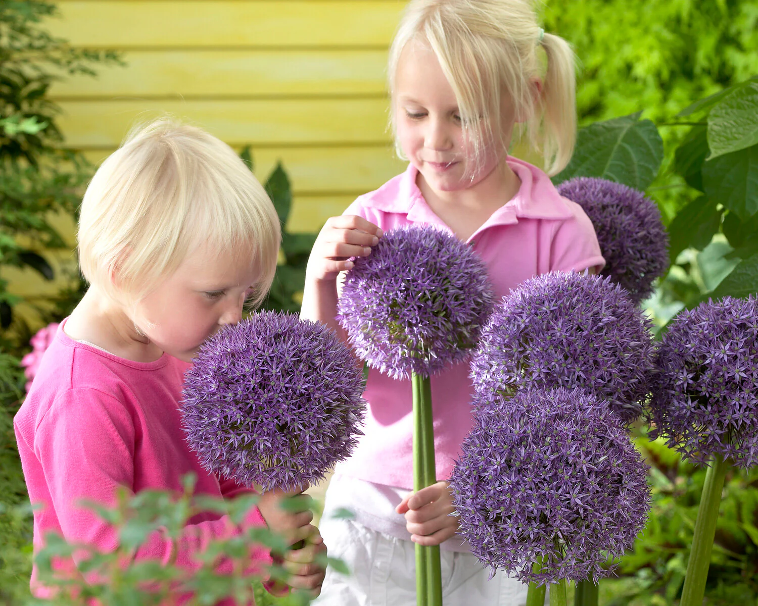 Allium 'Round 'n' Purple' - Image 9