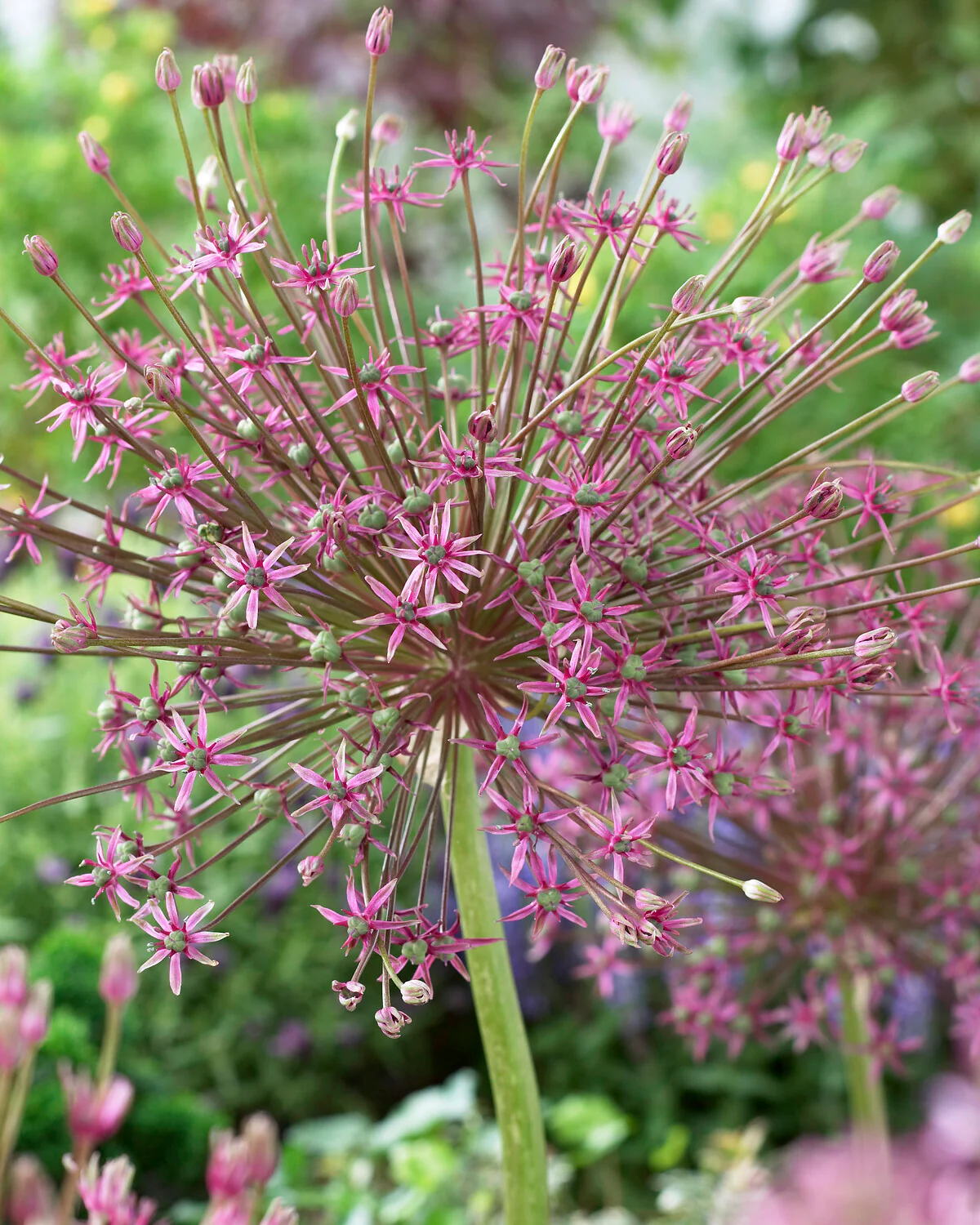 Allium schubertii - Image 3