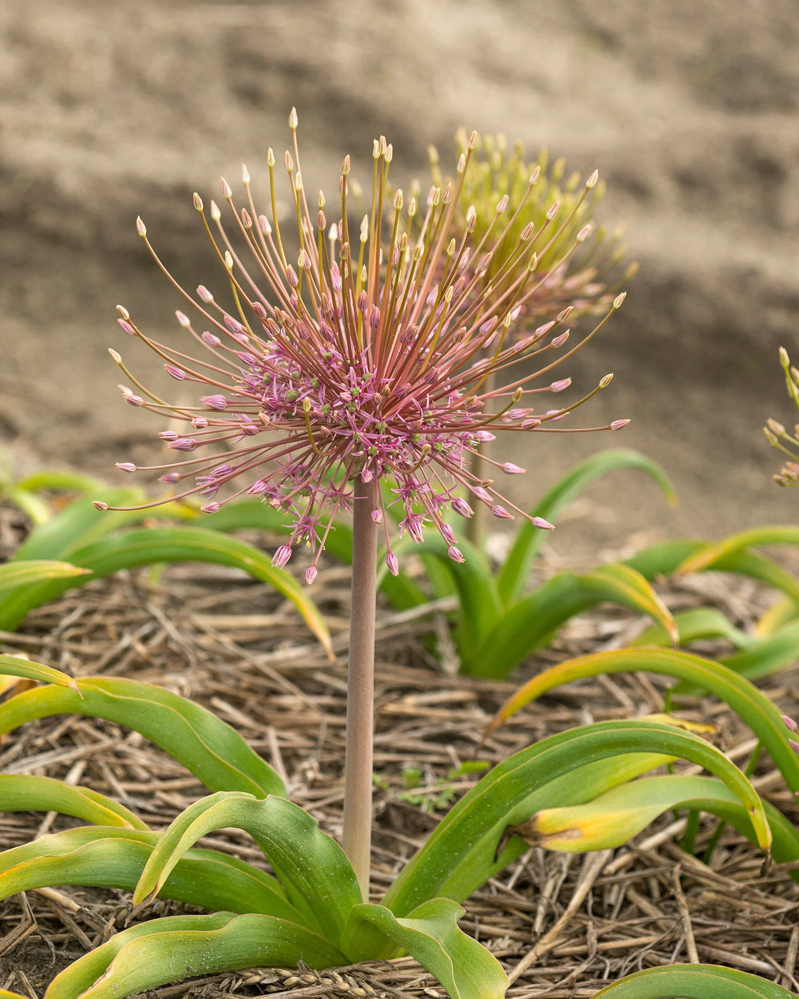 Allium schubertii - Image 4
