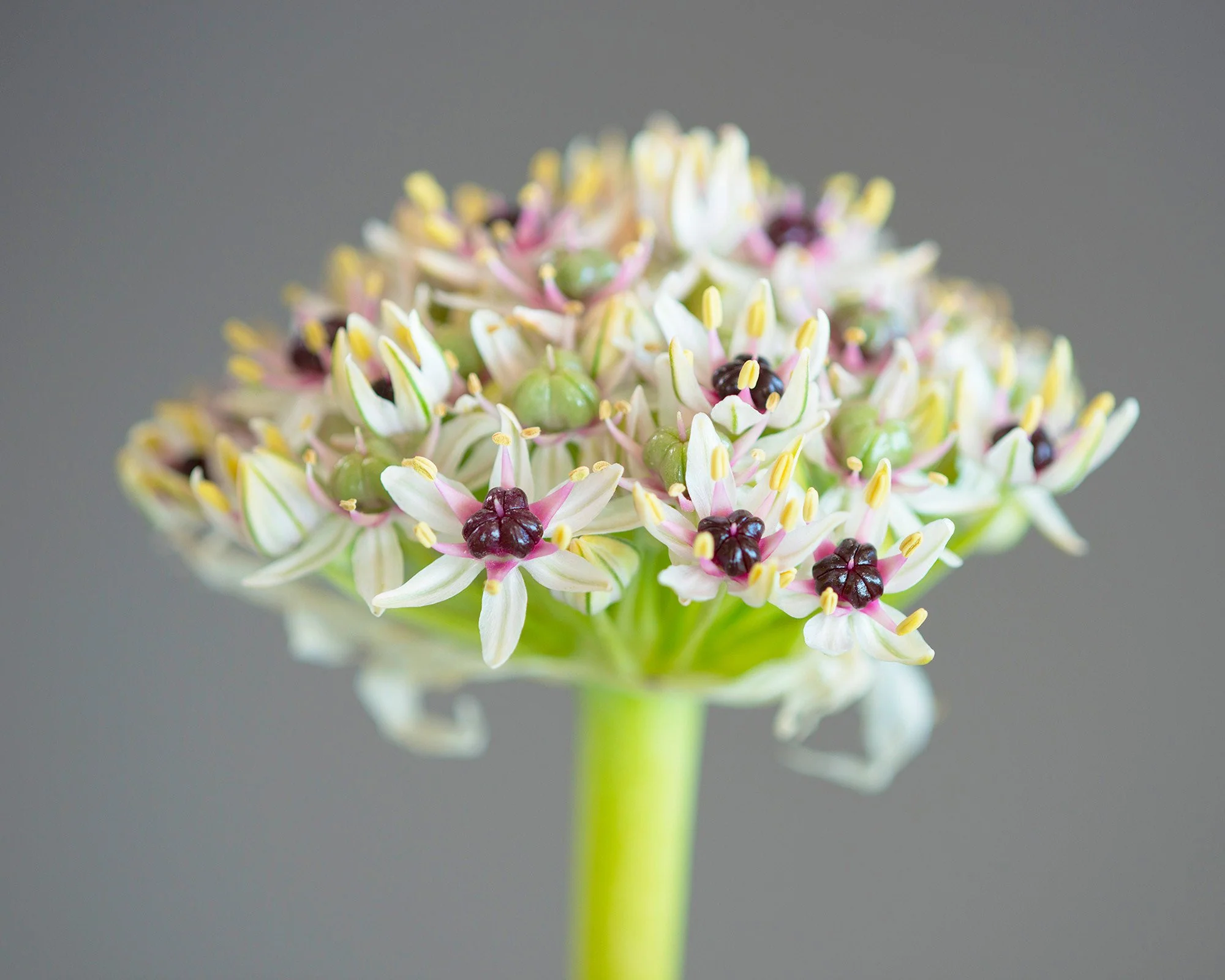 Allium 'Silver Spring' - Image 10