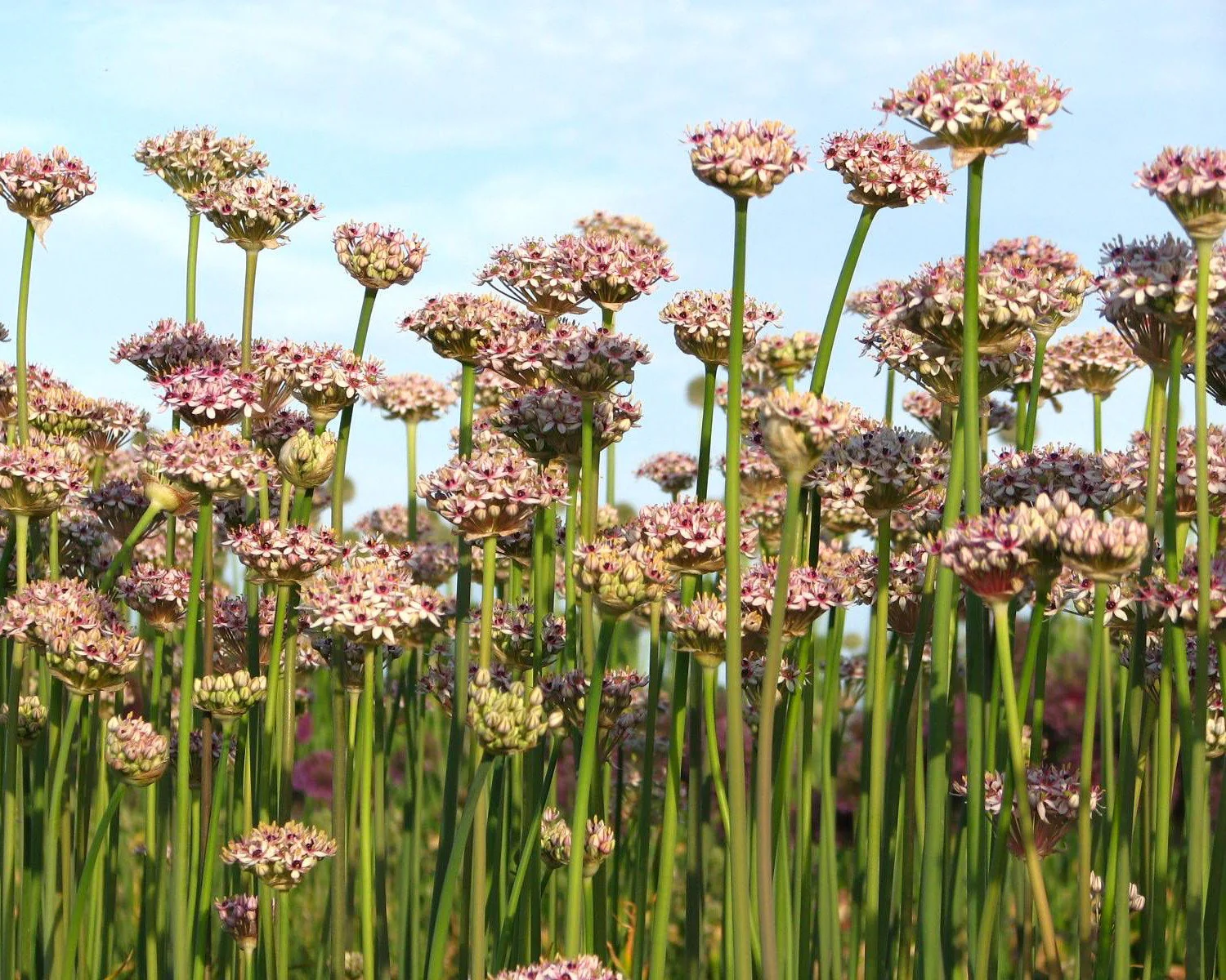 Allium 'Silver Spring' - Image 12