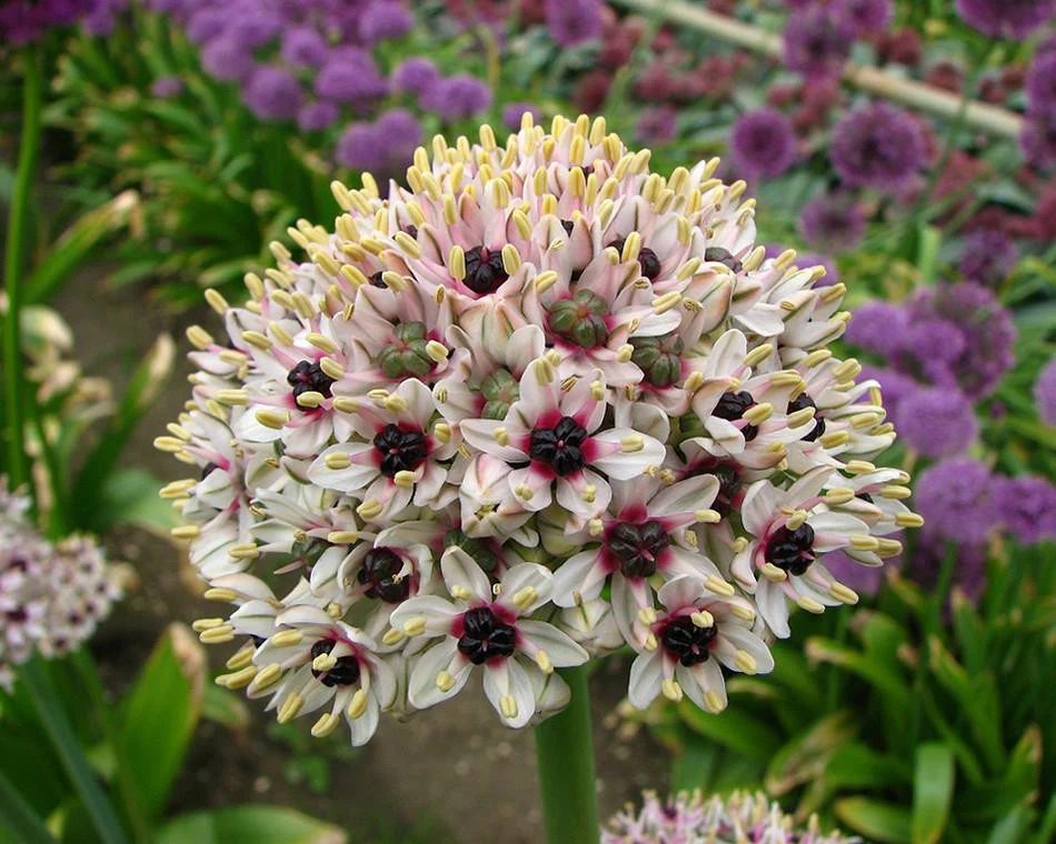 Allium 'Silver Spring' - Image 13