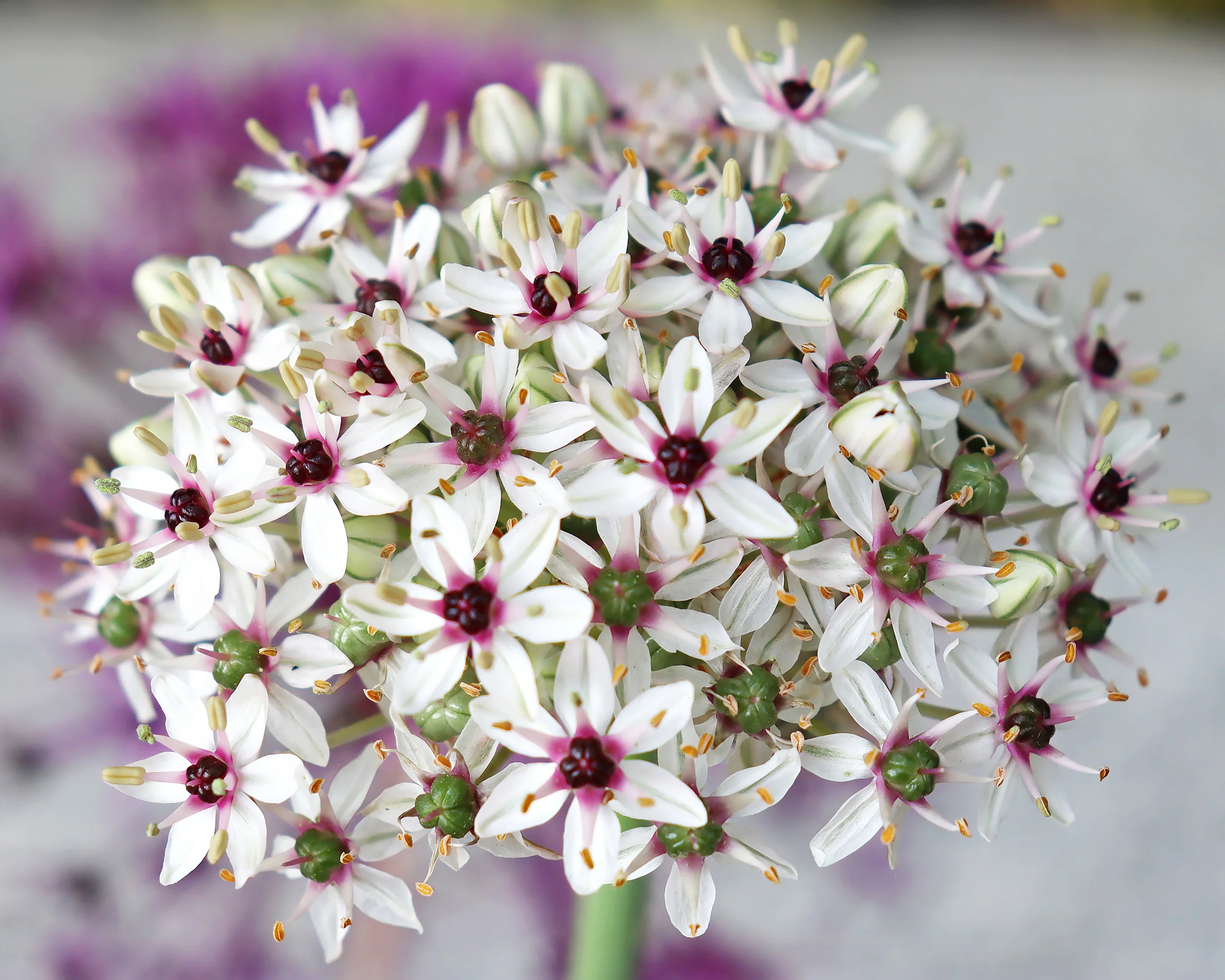 Allium 'Silver Spring' - Image 14