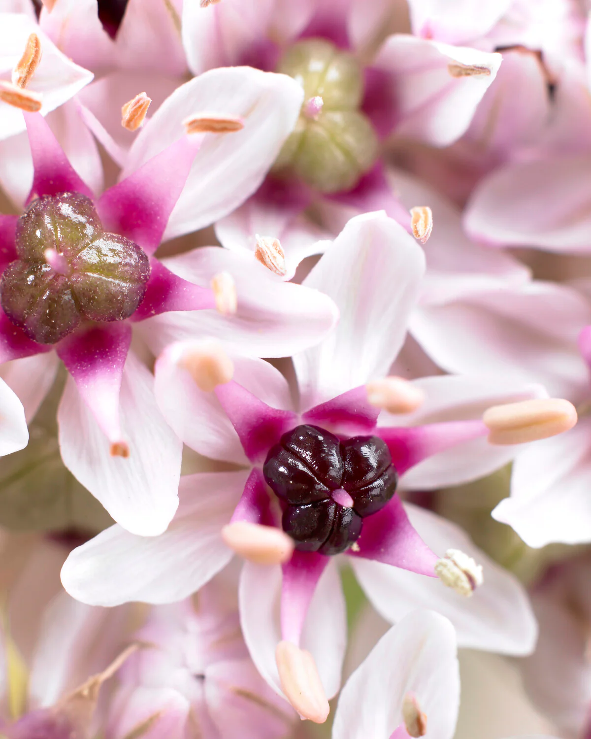 Allium 'Silver Spring' - Image 4