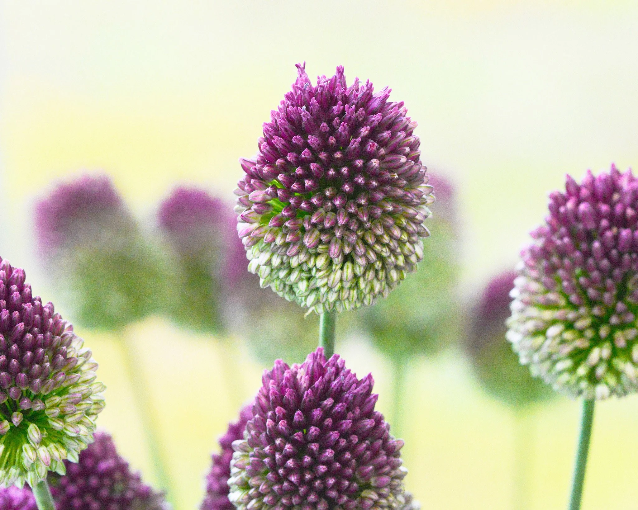 Allium sphaerocephalon - Image 10