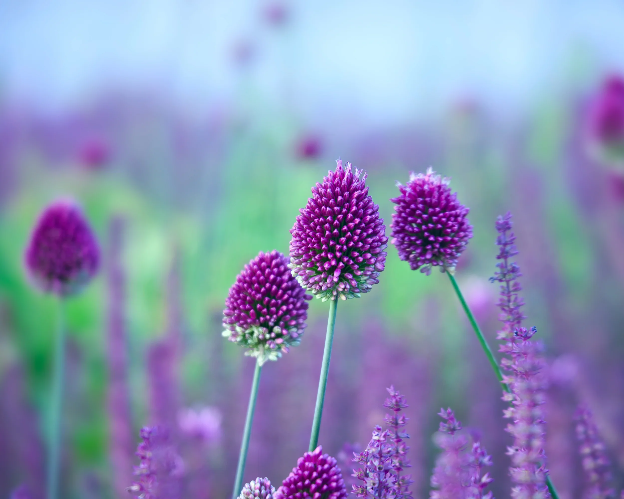 Allium sphaerocephalon - Image 5