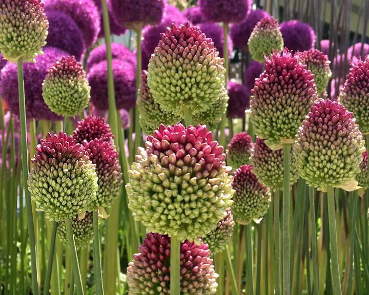 Allium sphaerocephalon - Image 8
