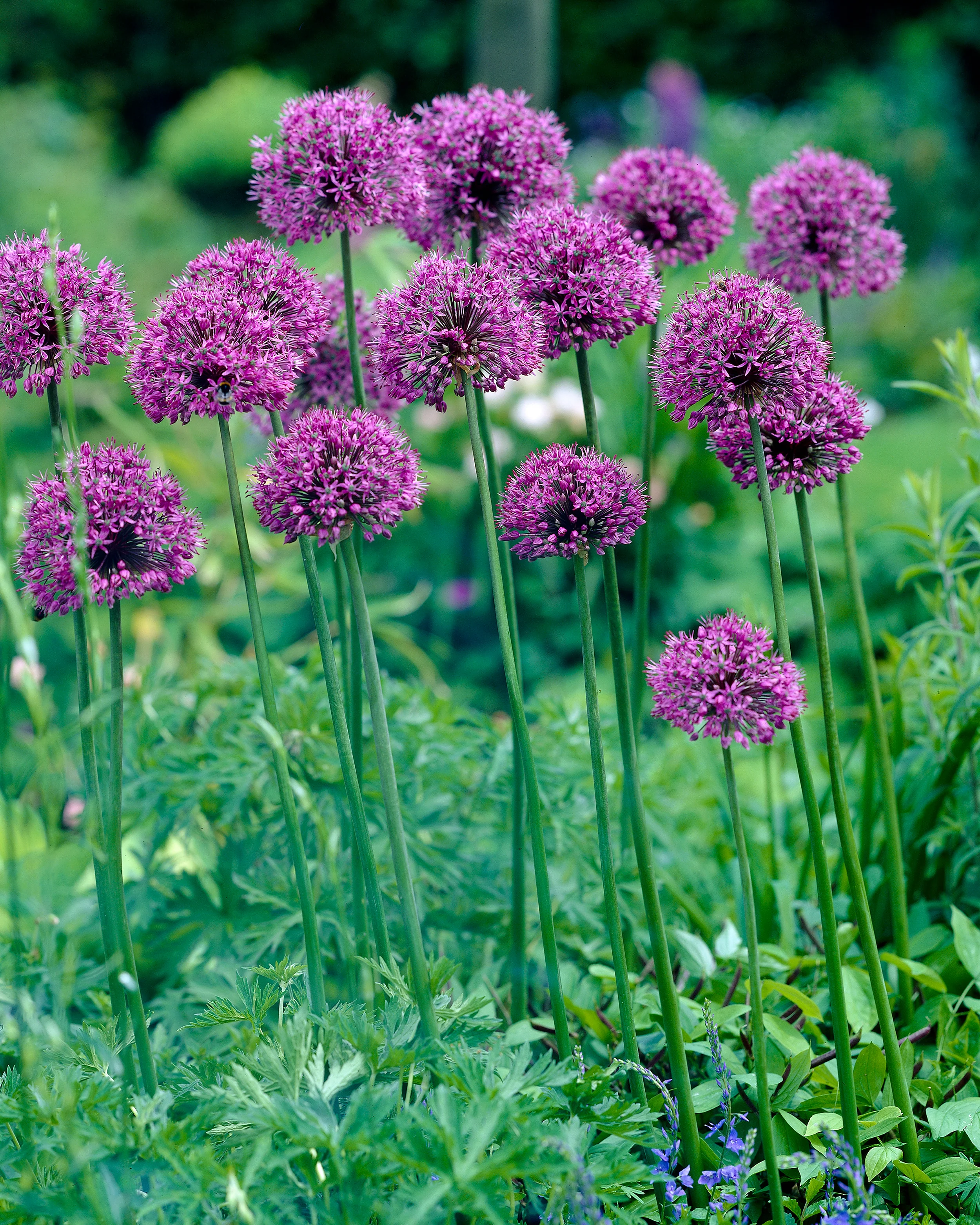 Allium 'Statos' - Image 2
