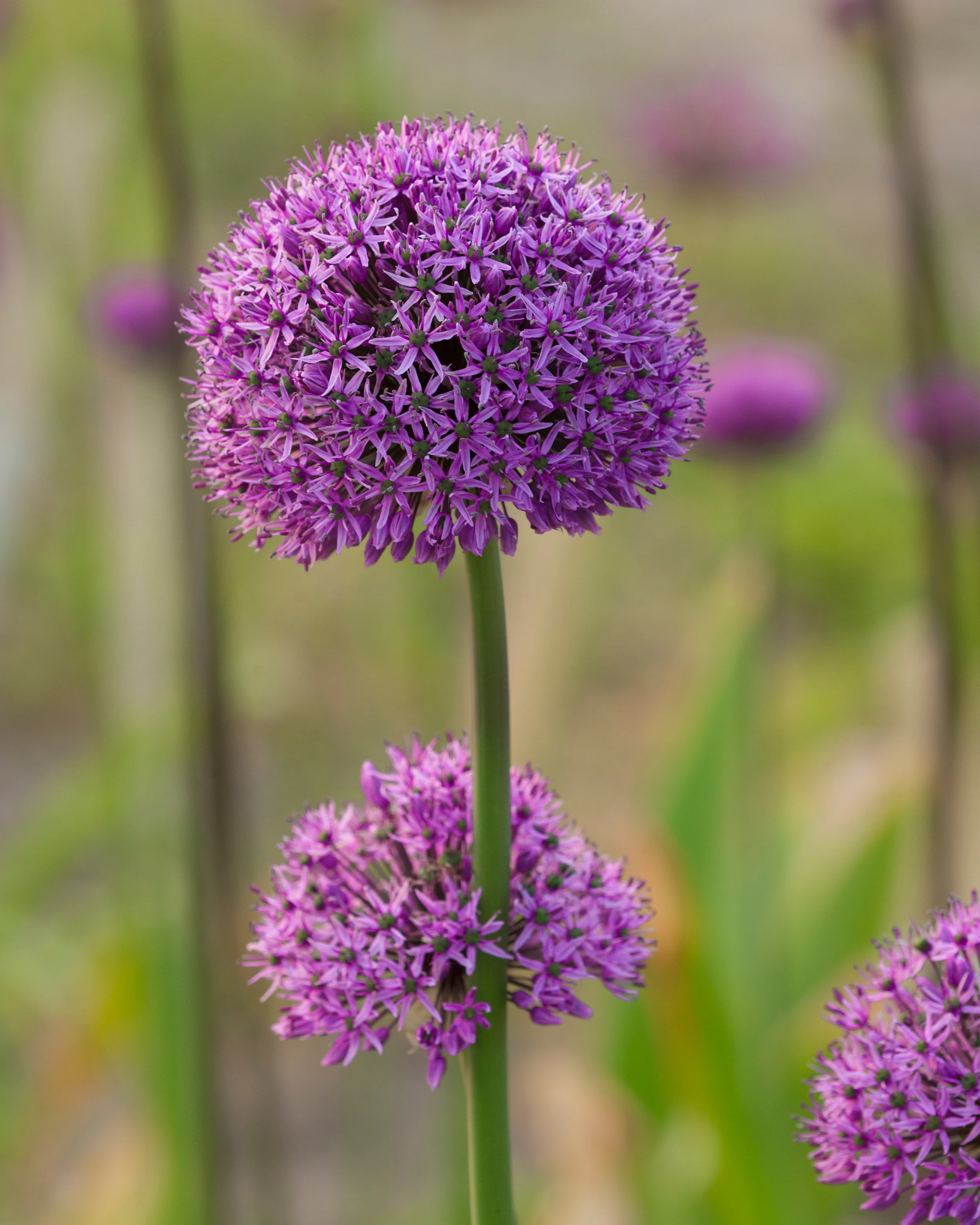 Allium 'Statos' - Image 6