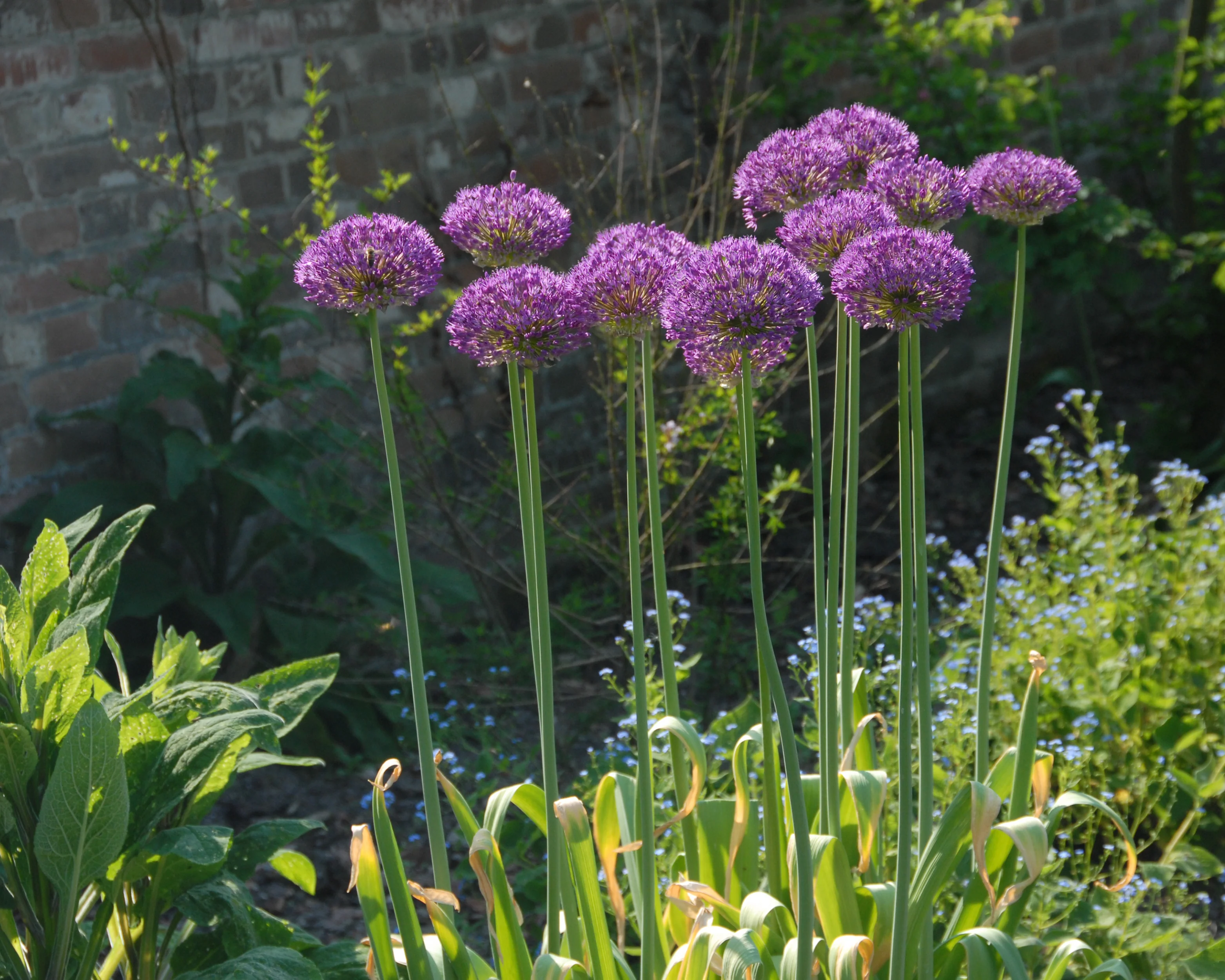 Allium 'Statos' - Image 7
