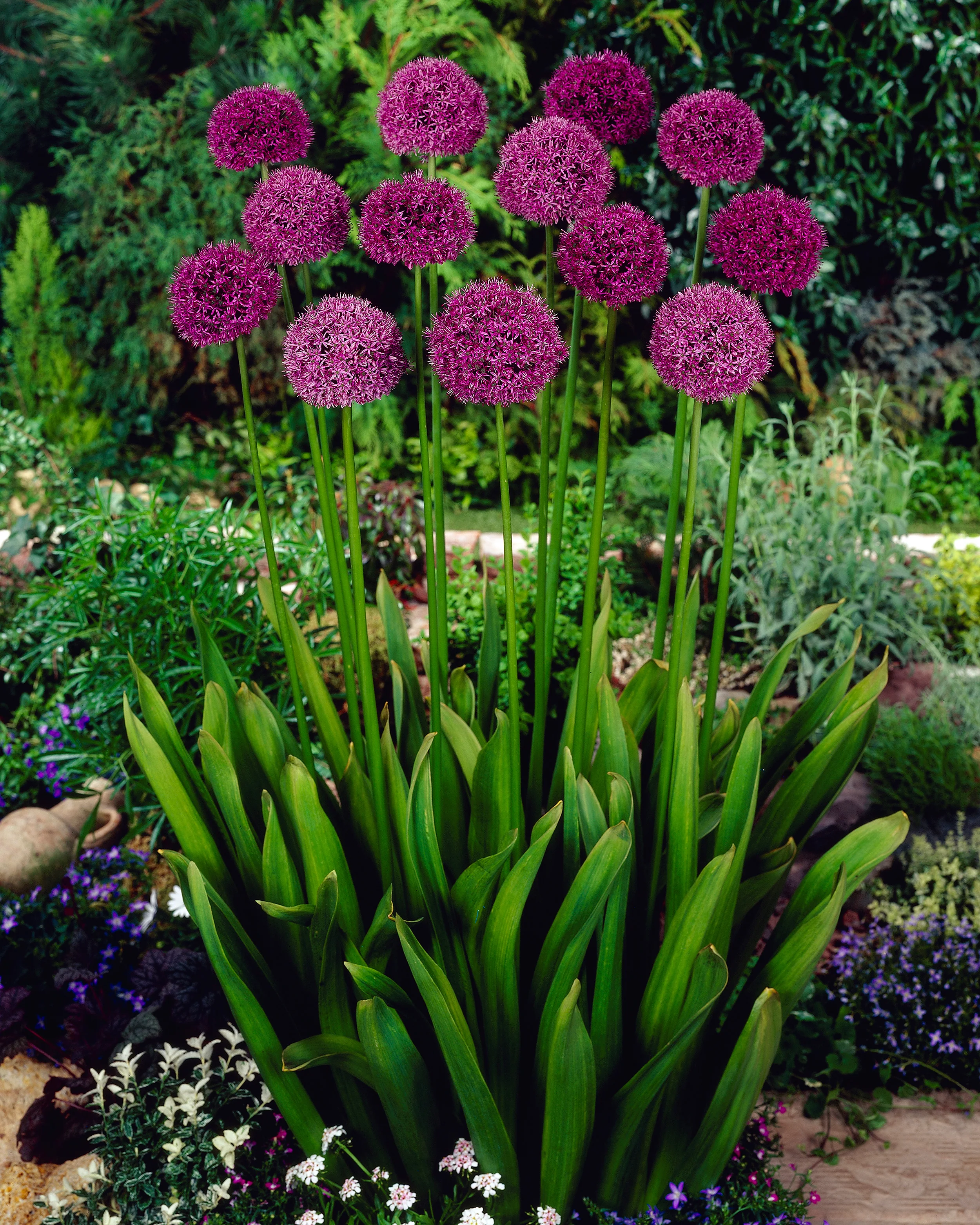 Allium 'Statos' - Image 9
