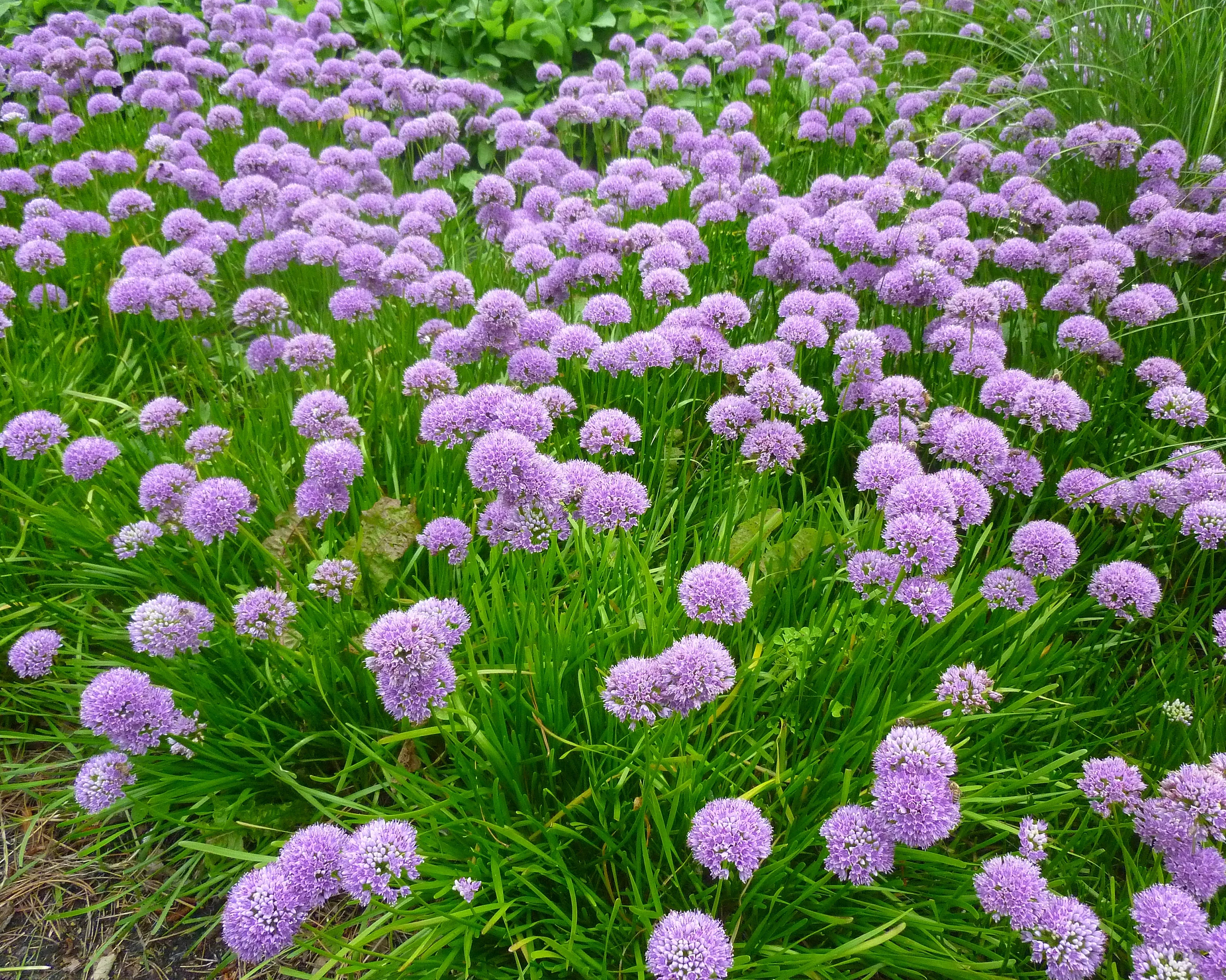 Allium 'Summer Beauty' - Image 3