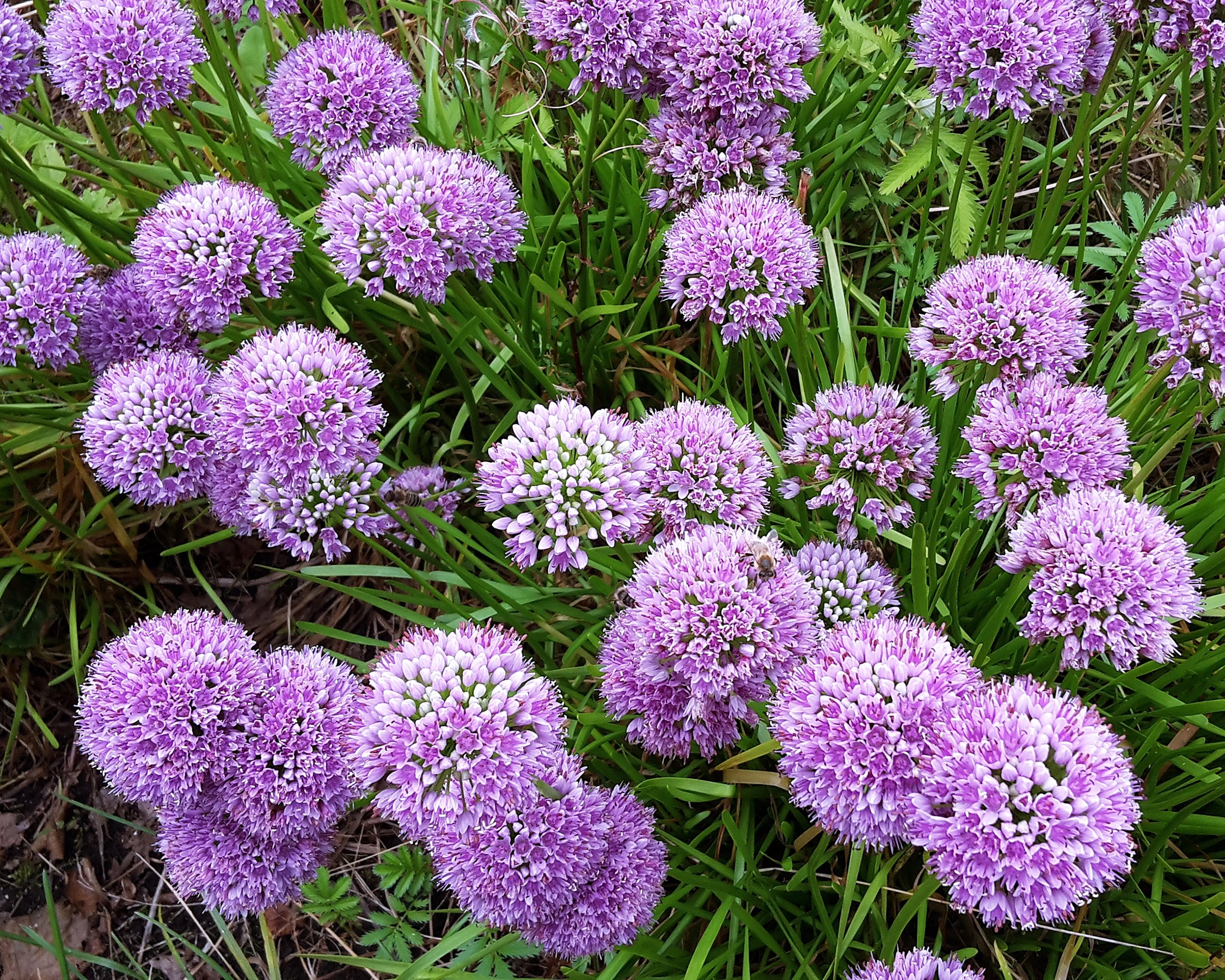 Allium 'Summer Beauty' - Image 4