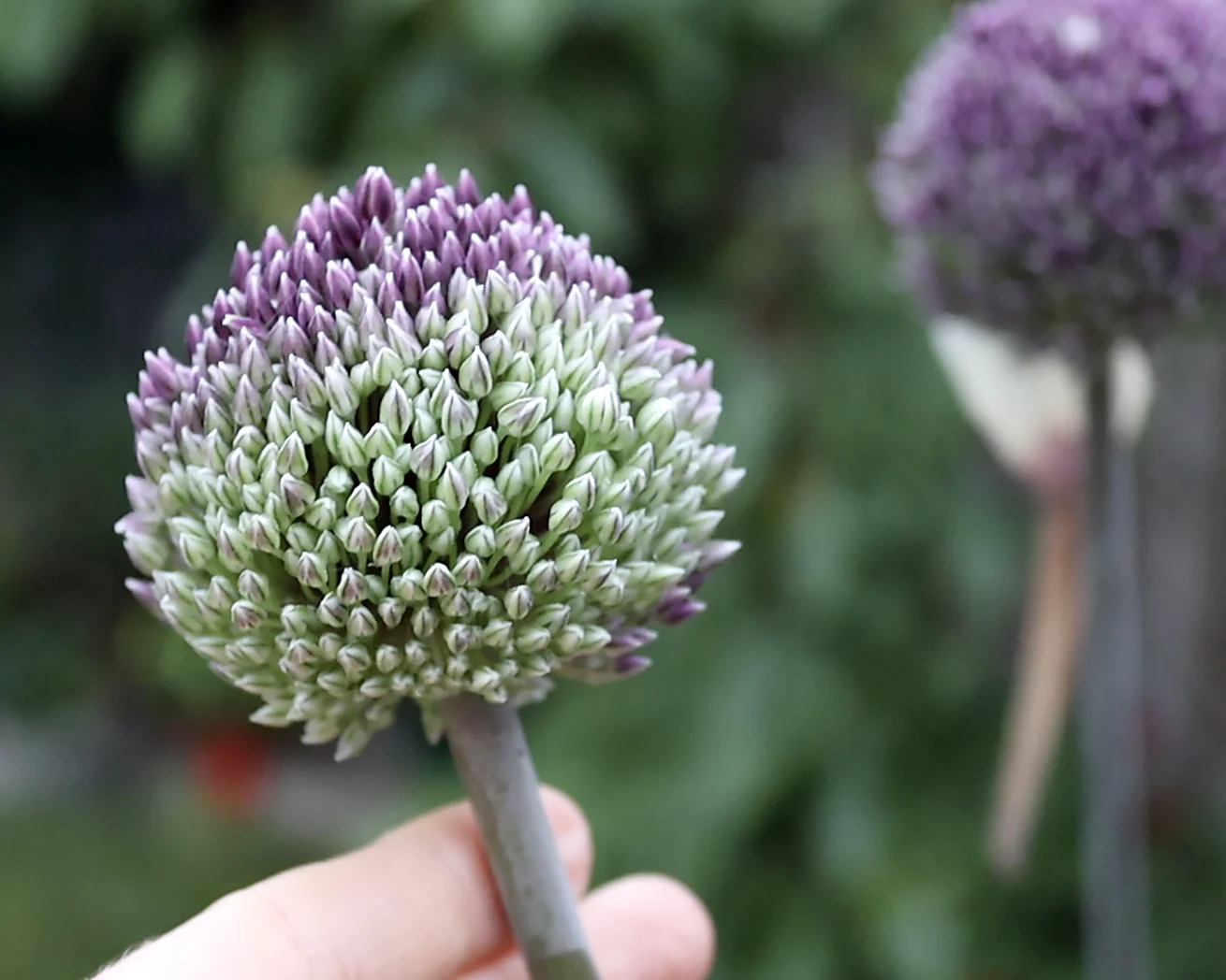 Allium 'Summer Drummer' - Image 3