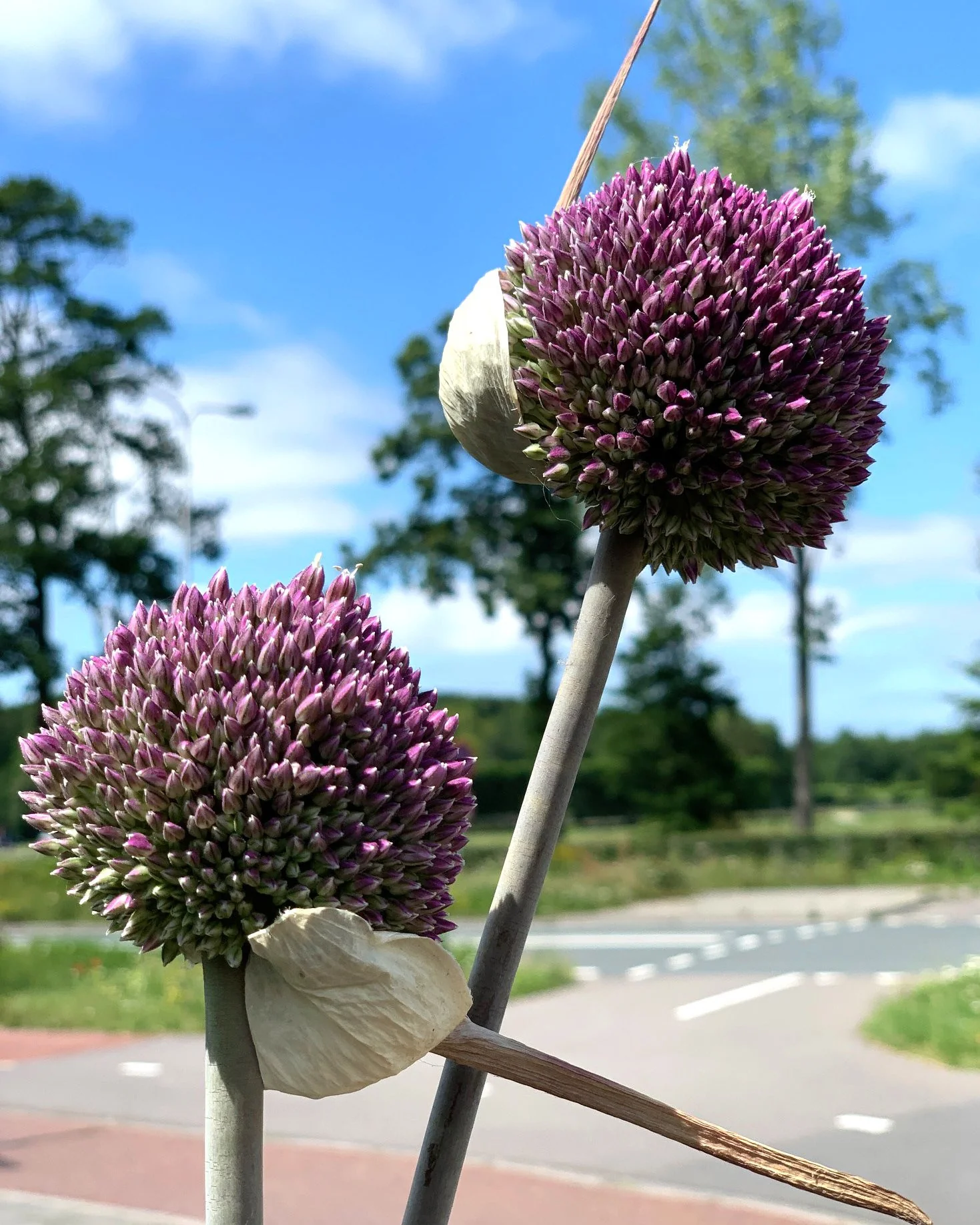 Allium 'Summer Drummer' - Image 7