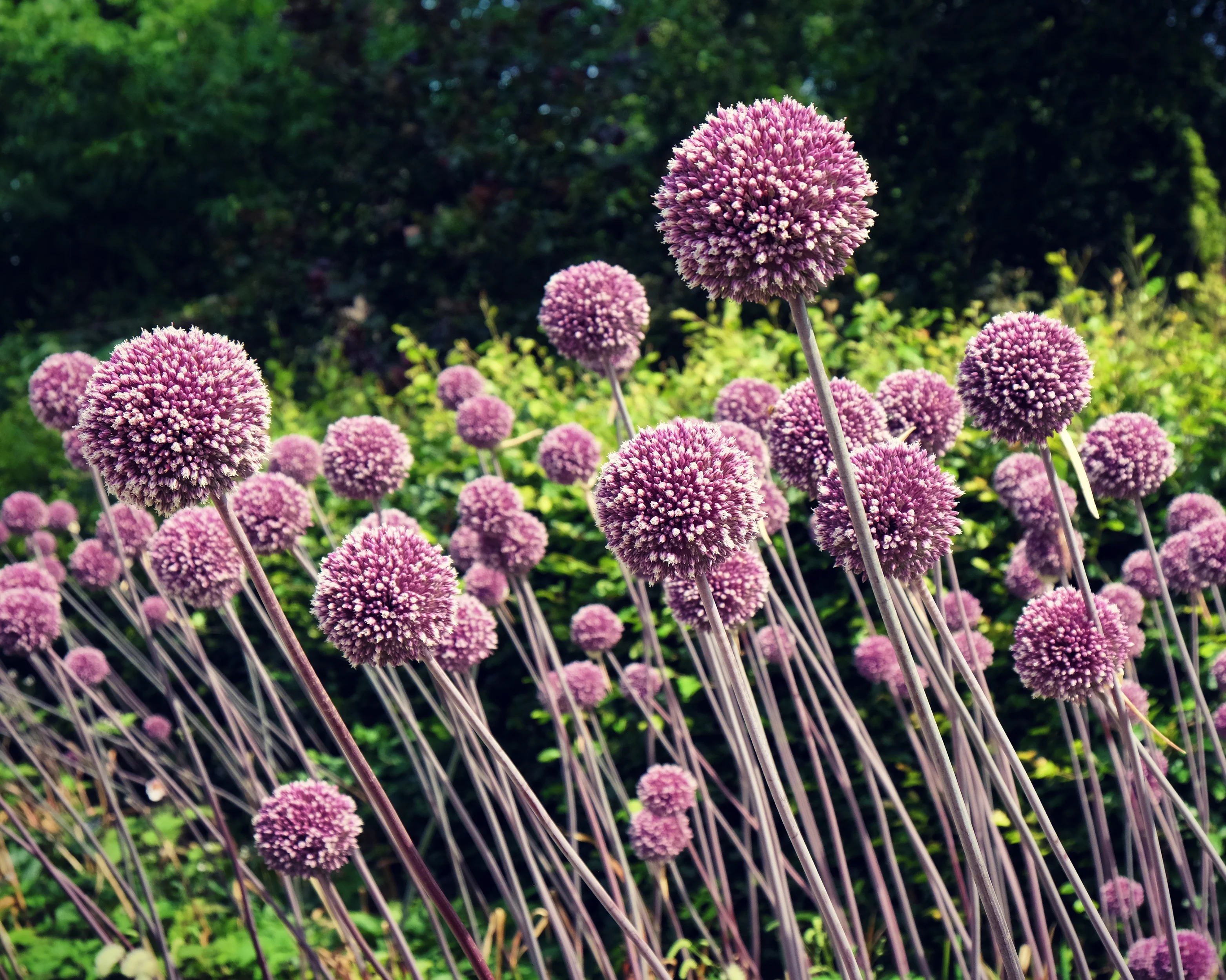 Allium 'Summer Drummer' - Image 8