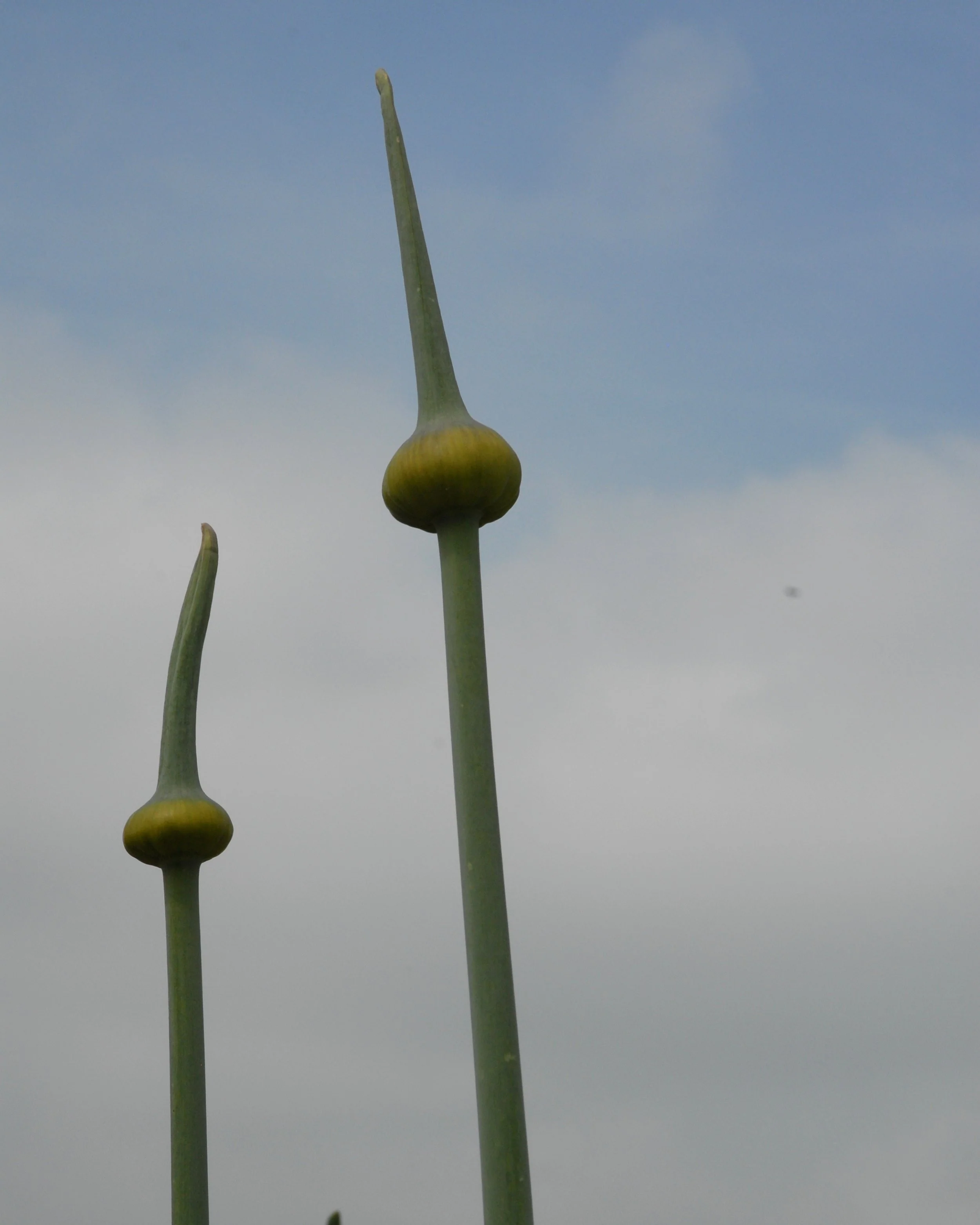 Allium 'Summer Drummer' - Image 9