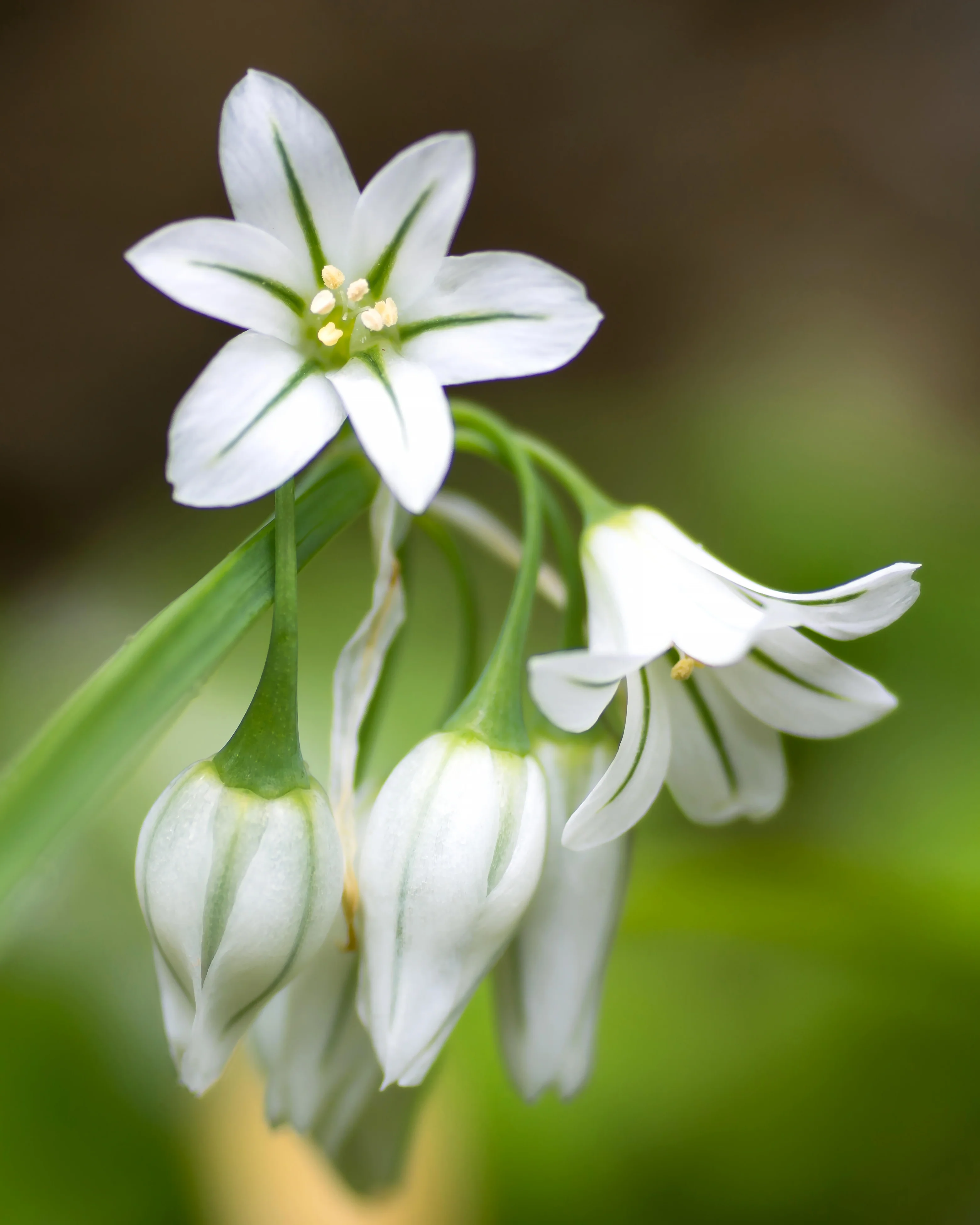 Allium triquetrum - Image 2