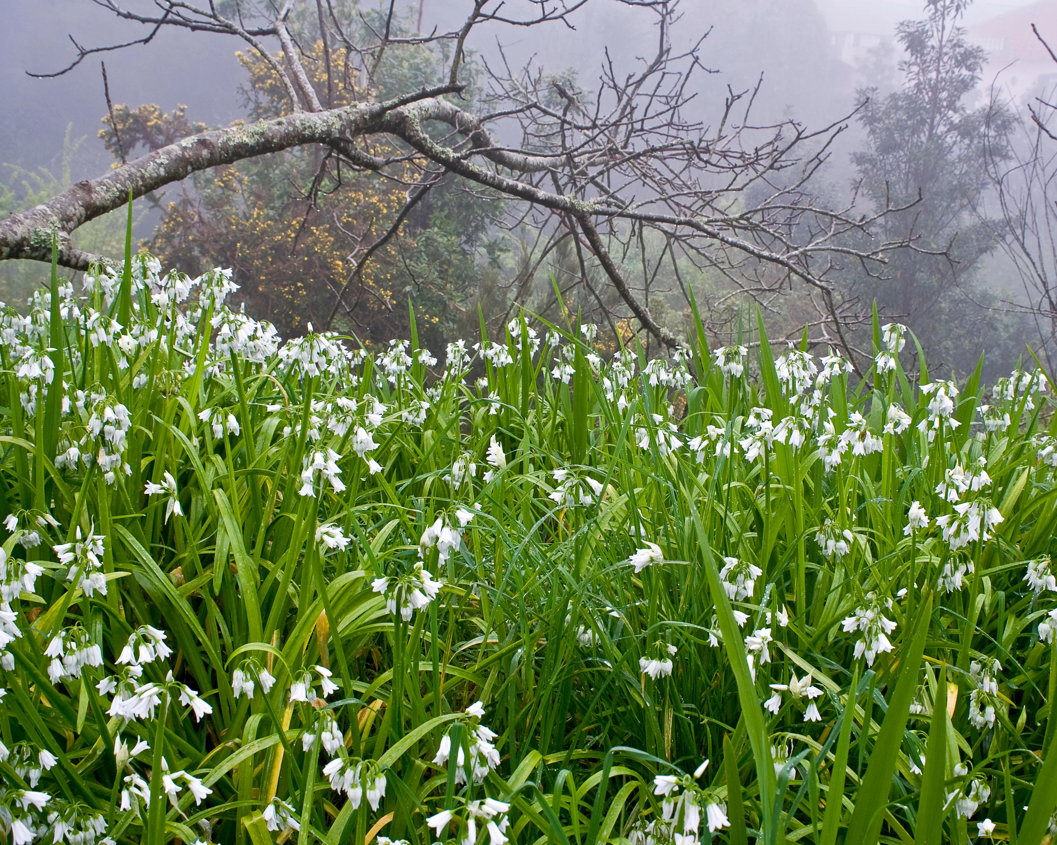 Allium triquetrum - Image 3