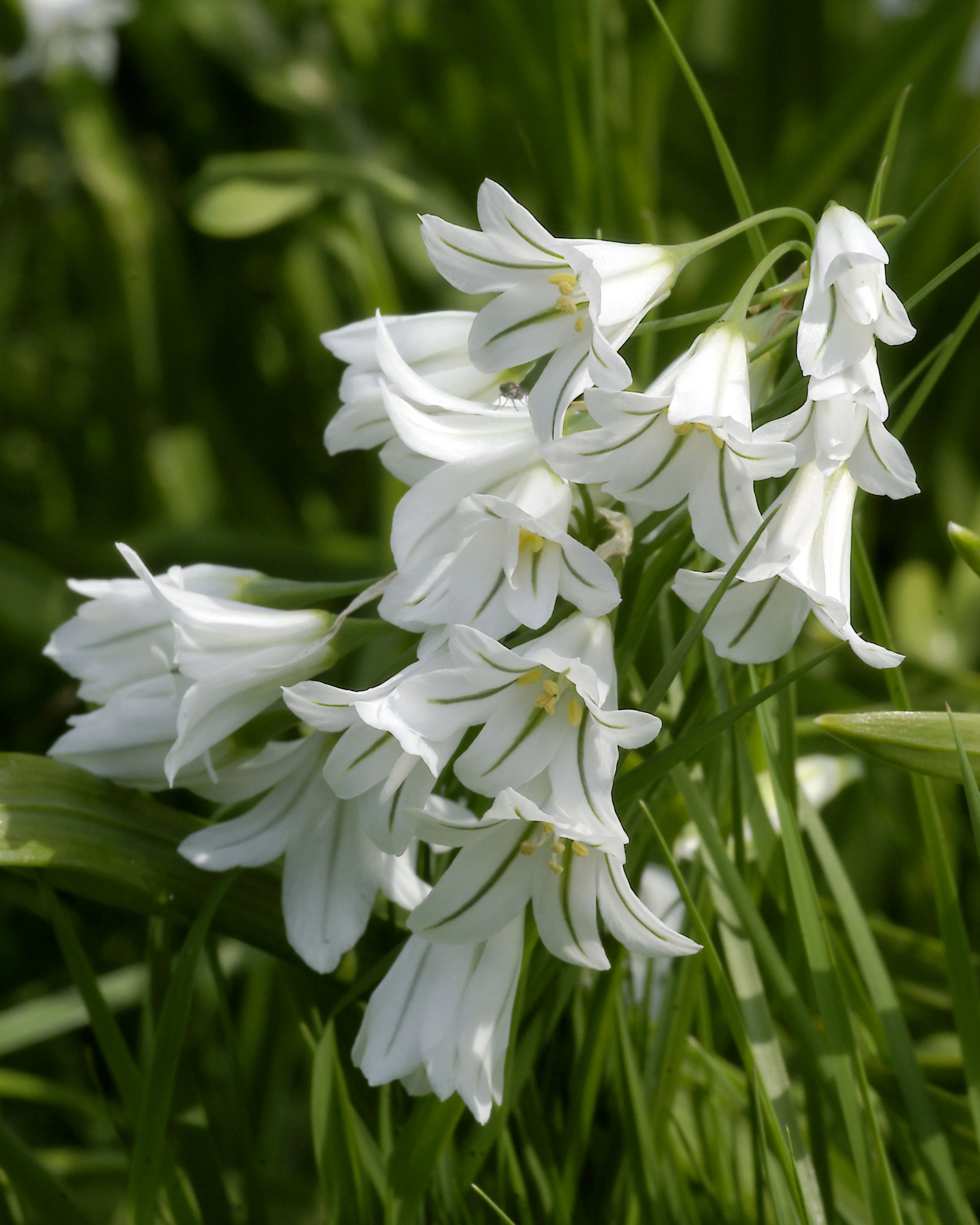 Allium triquetrum - Image 4