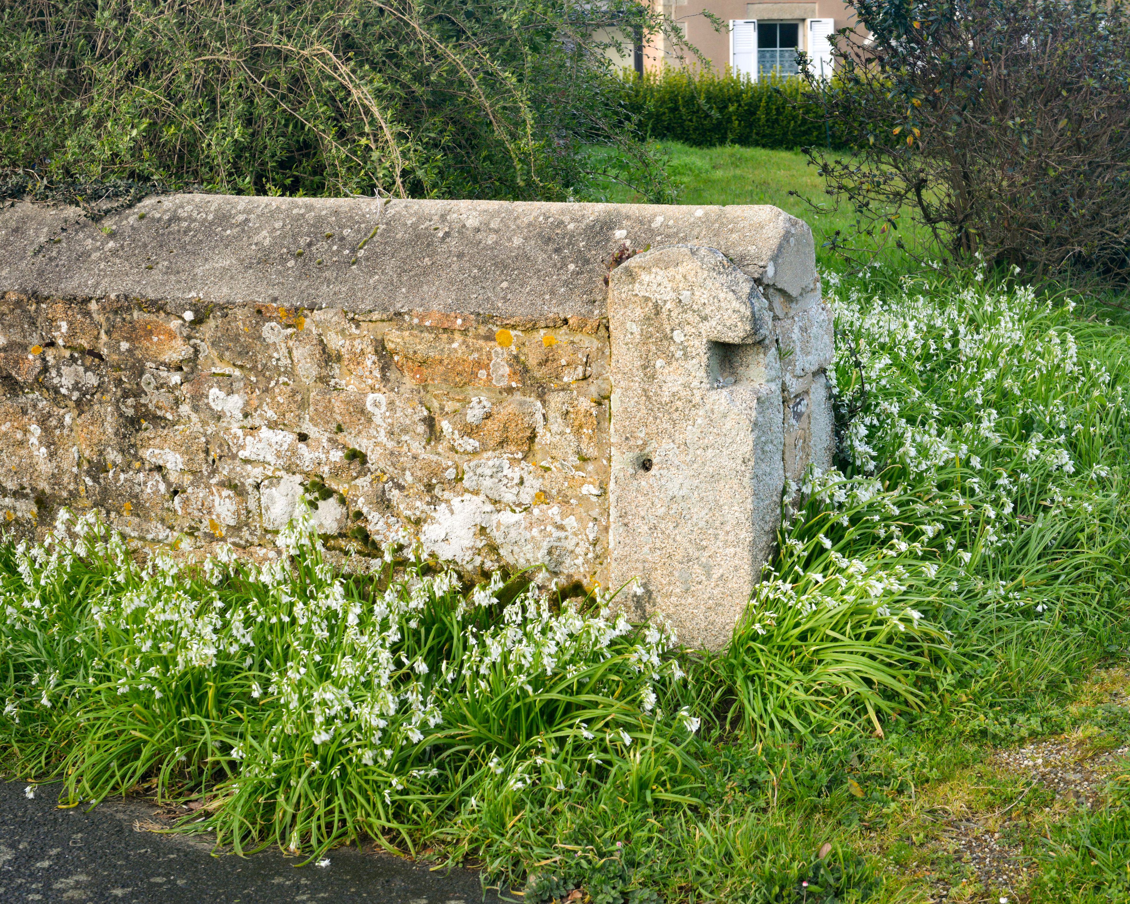 Allium triquetrum - Image 6