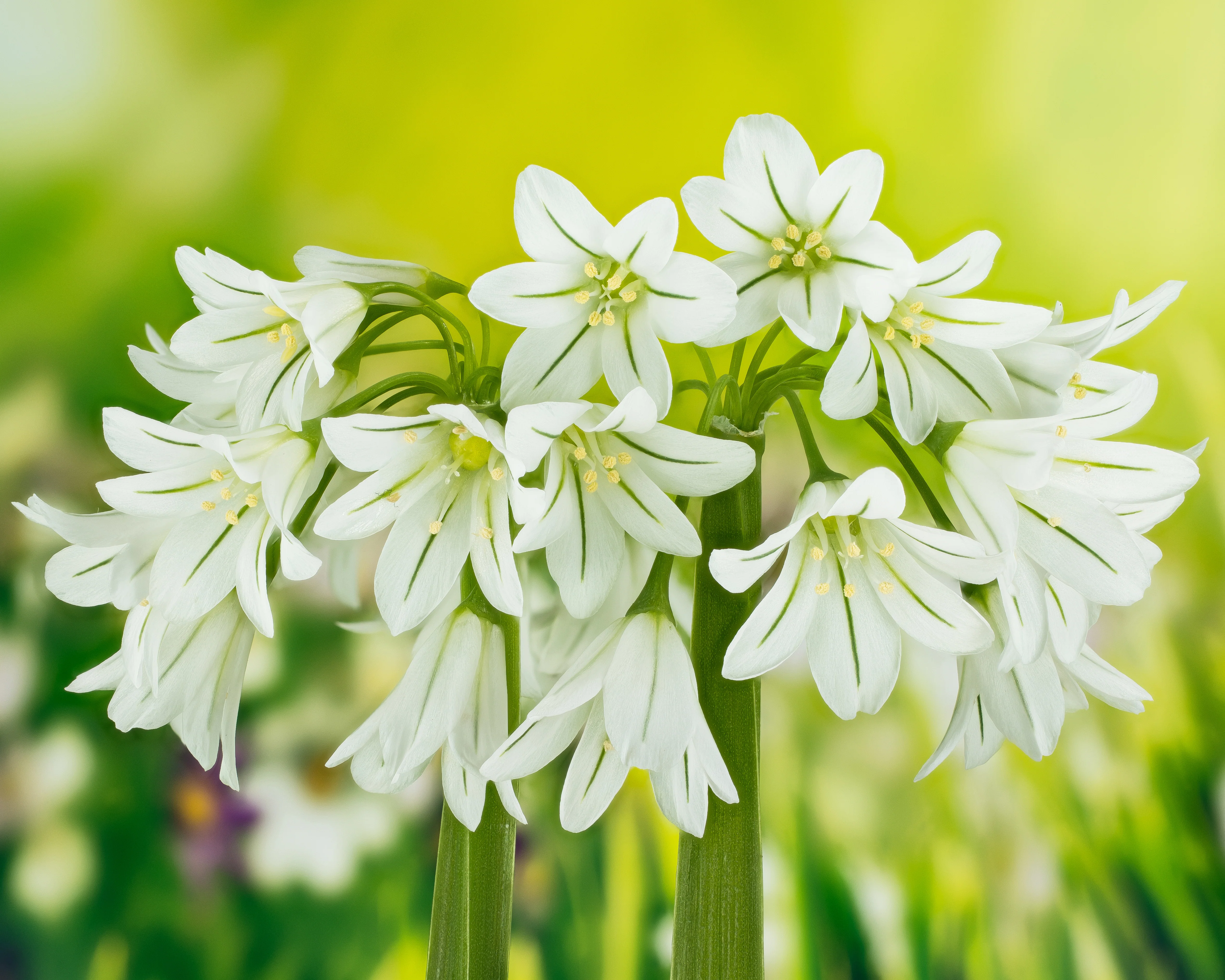 Allium triquetrum - Image 7