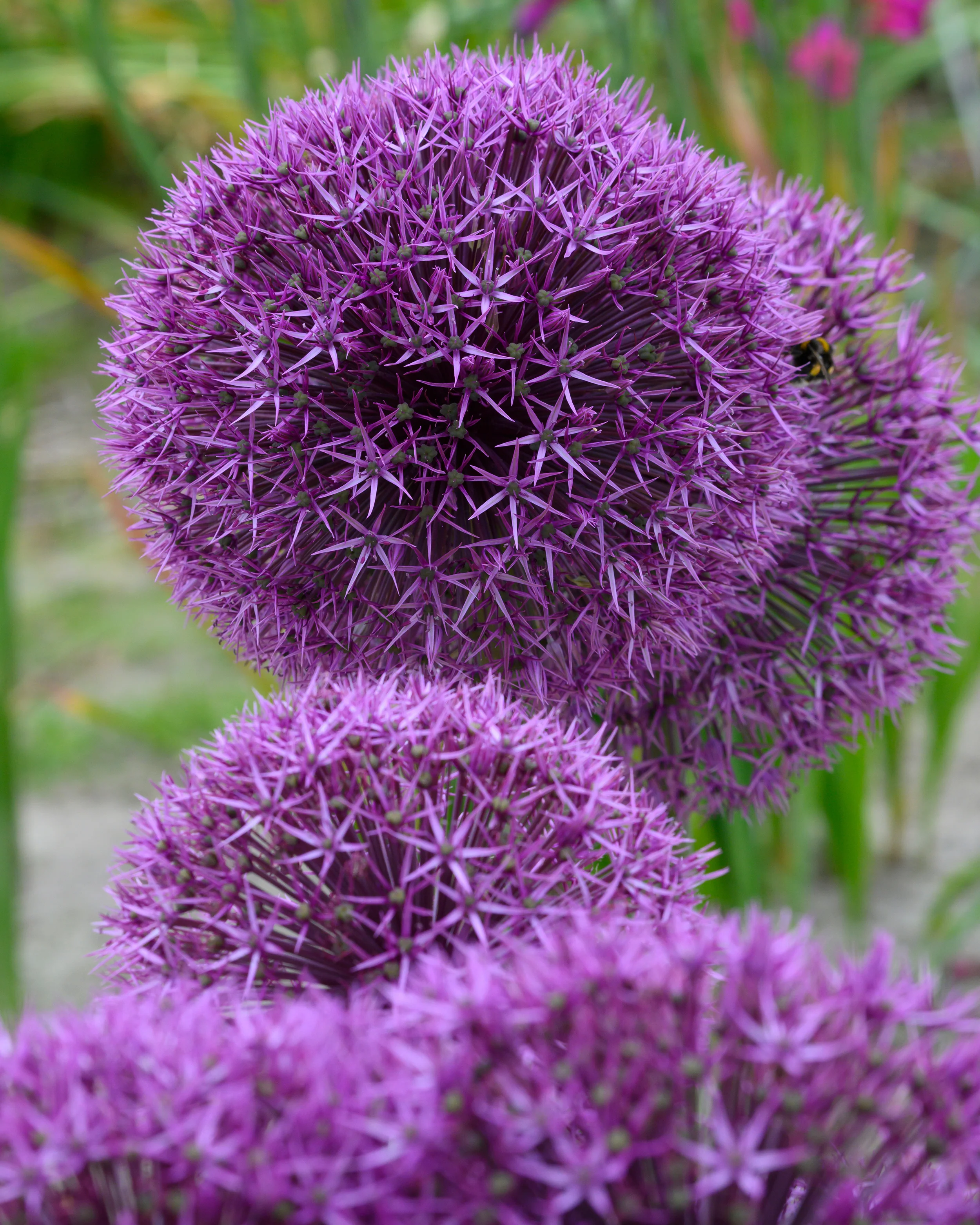 Allium 'Universe' - Image 4