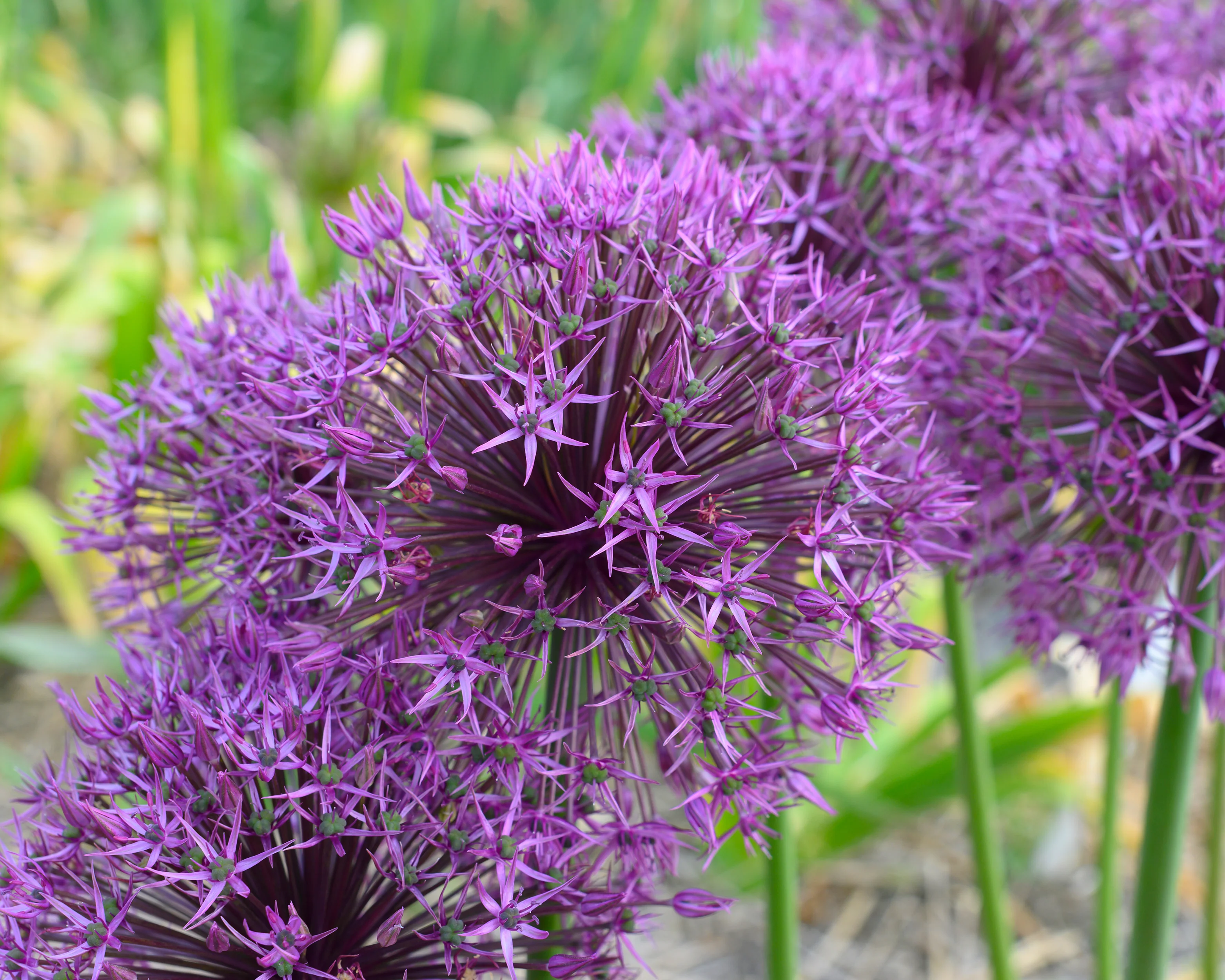Allium 'Universe' - Image 6