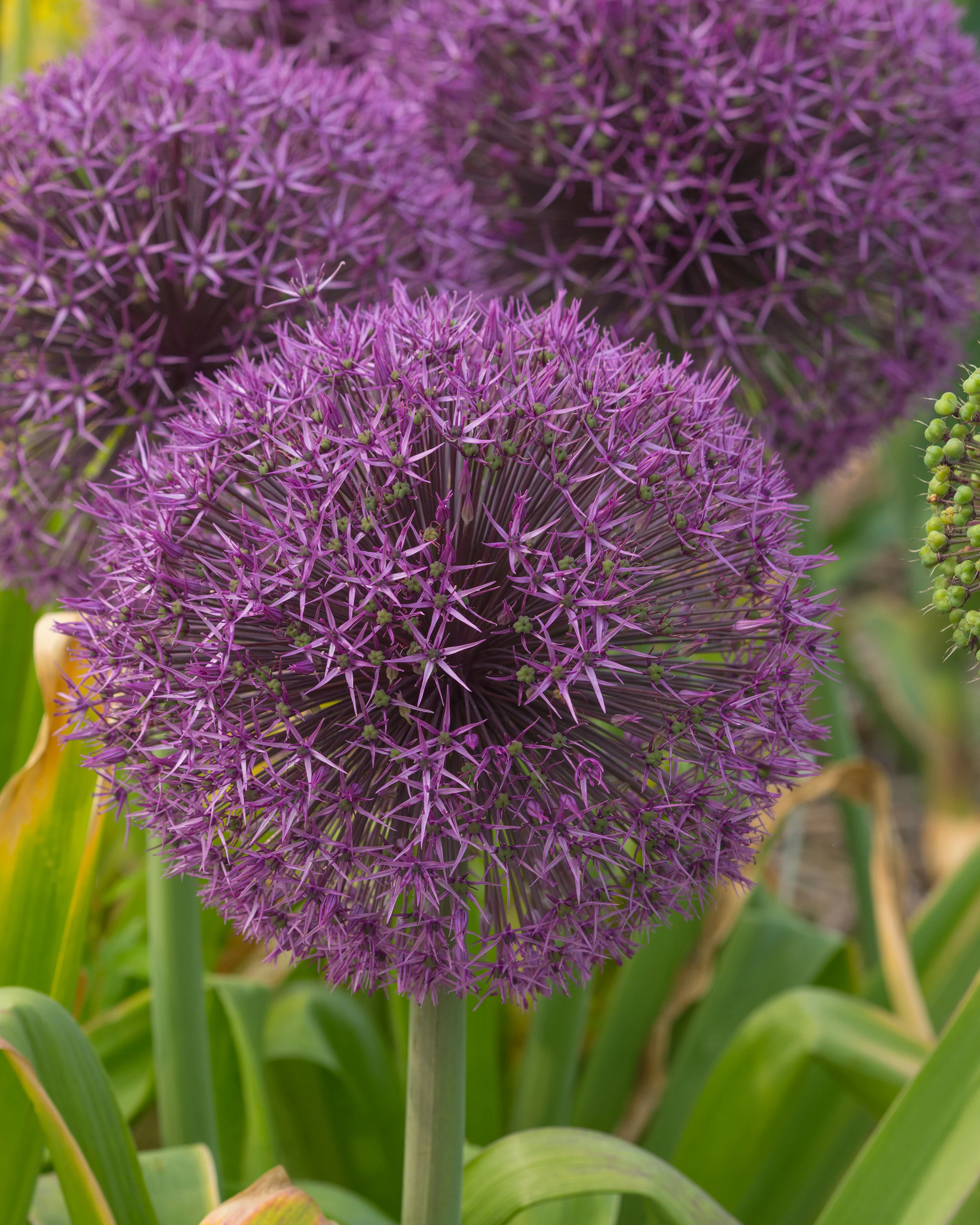 Allium 'Universe' - Image 7