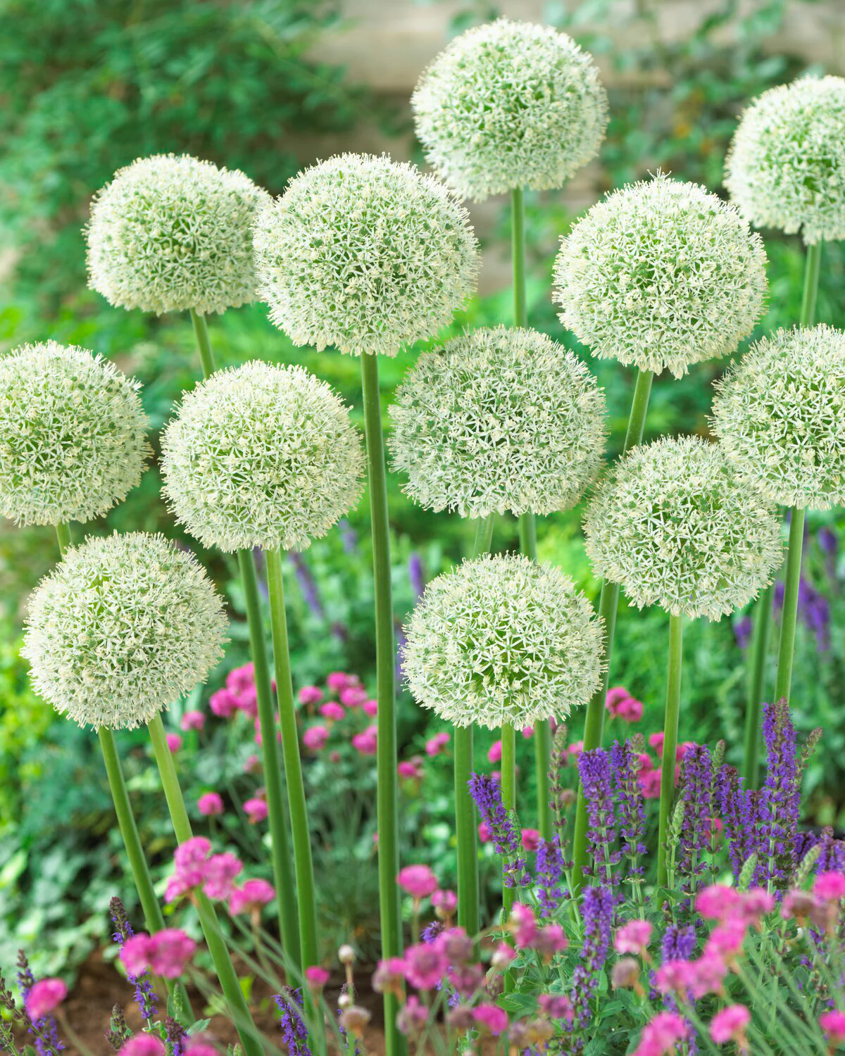 Allium 'White Giant' - Image 3