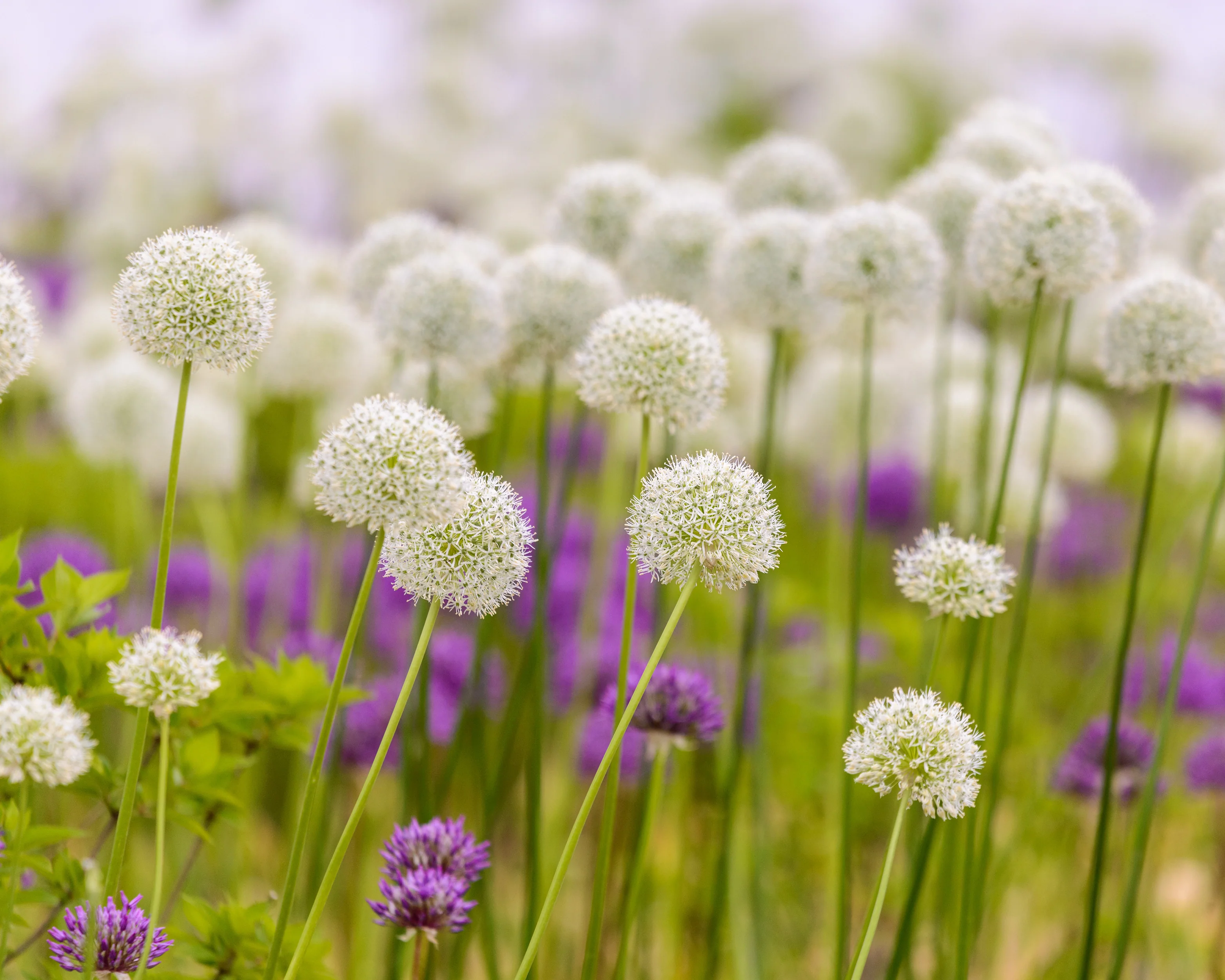 Allium 'White Giant' - Image 4