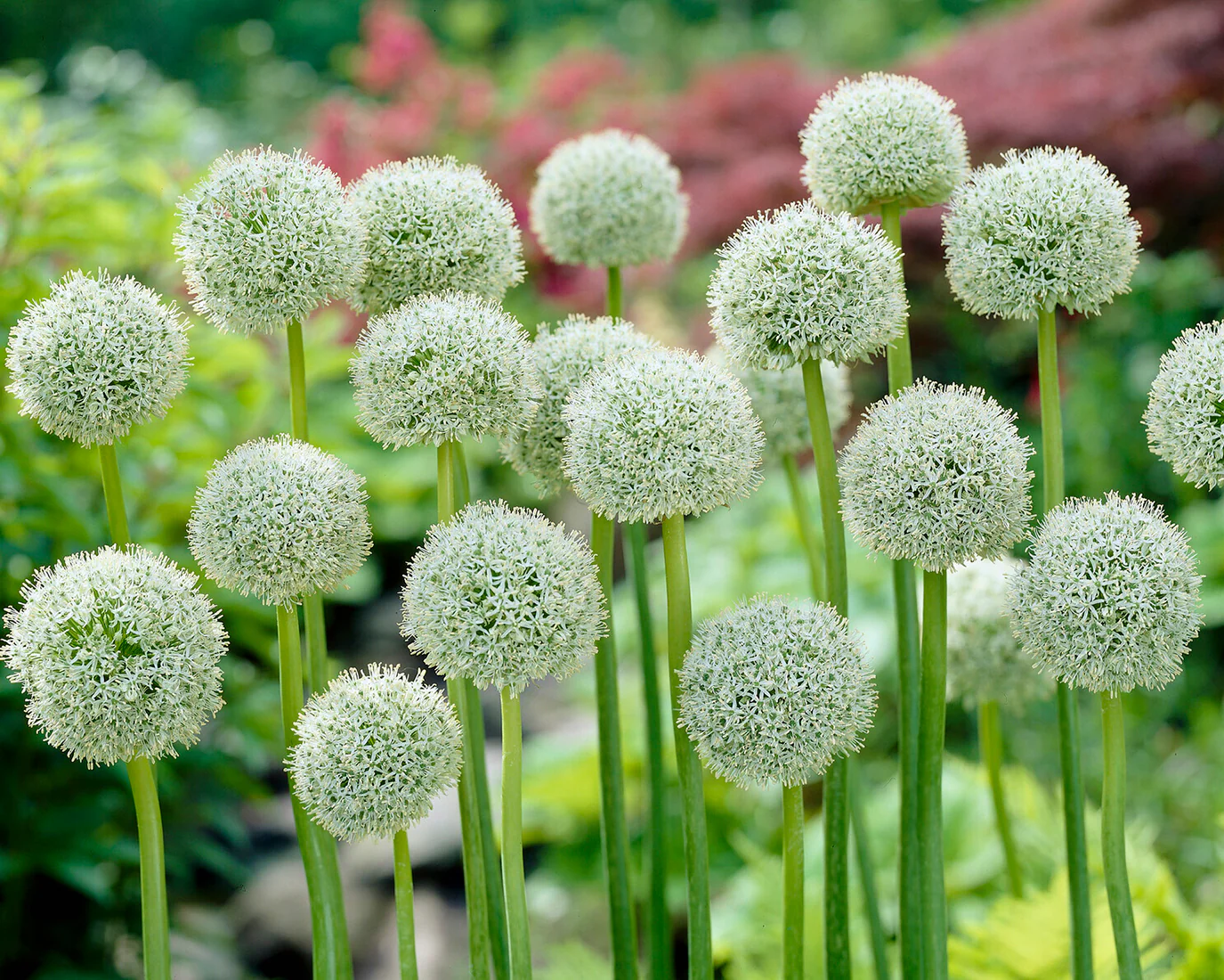 Allium 'White Giant' - Image 6