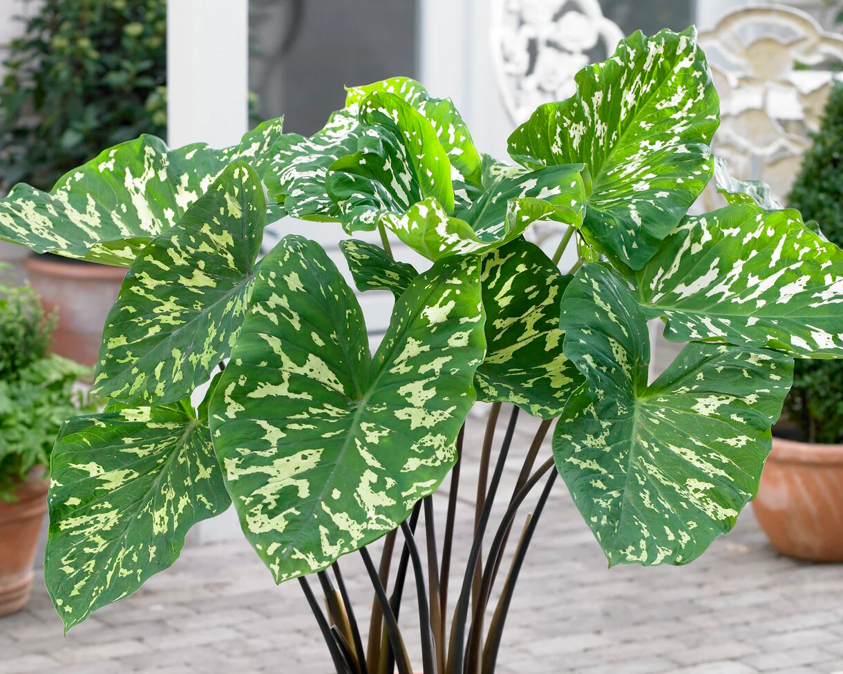 Alocasia 'Hilo Beauty' - Image 3