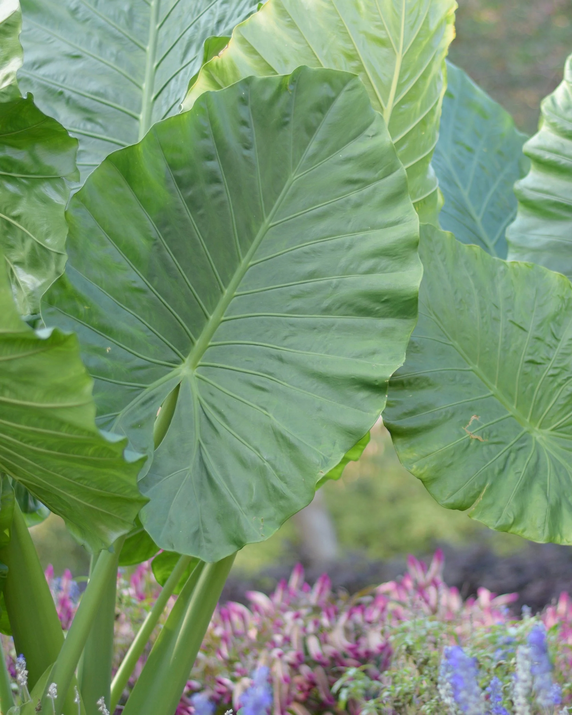 Alocasia odora - Image 4