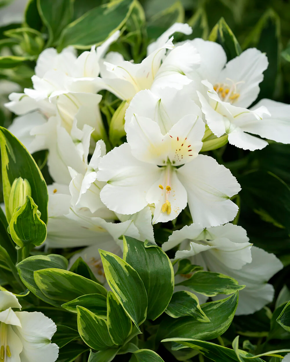 Alstroemeria 'Claire' - Image 3