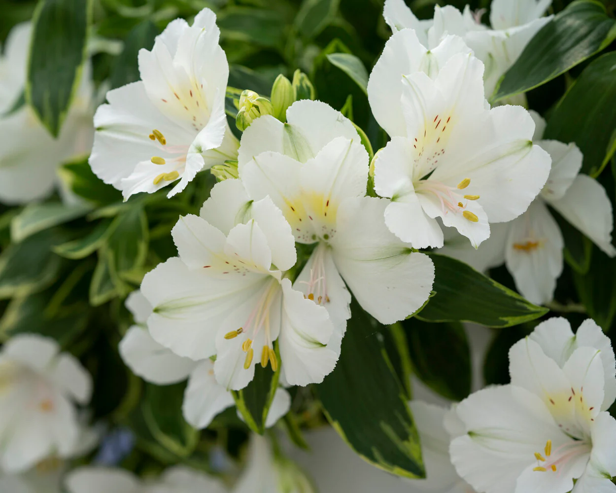 Alstroemeria 'Claire' - Image 4