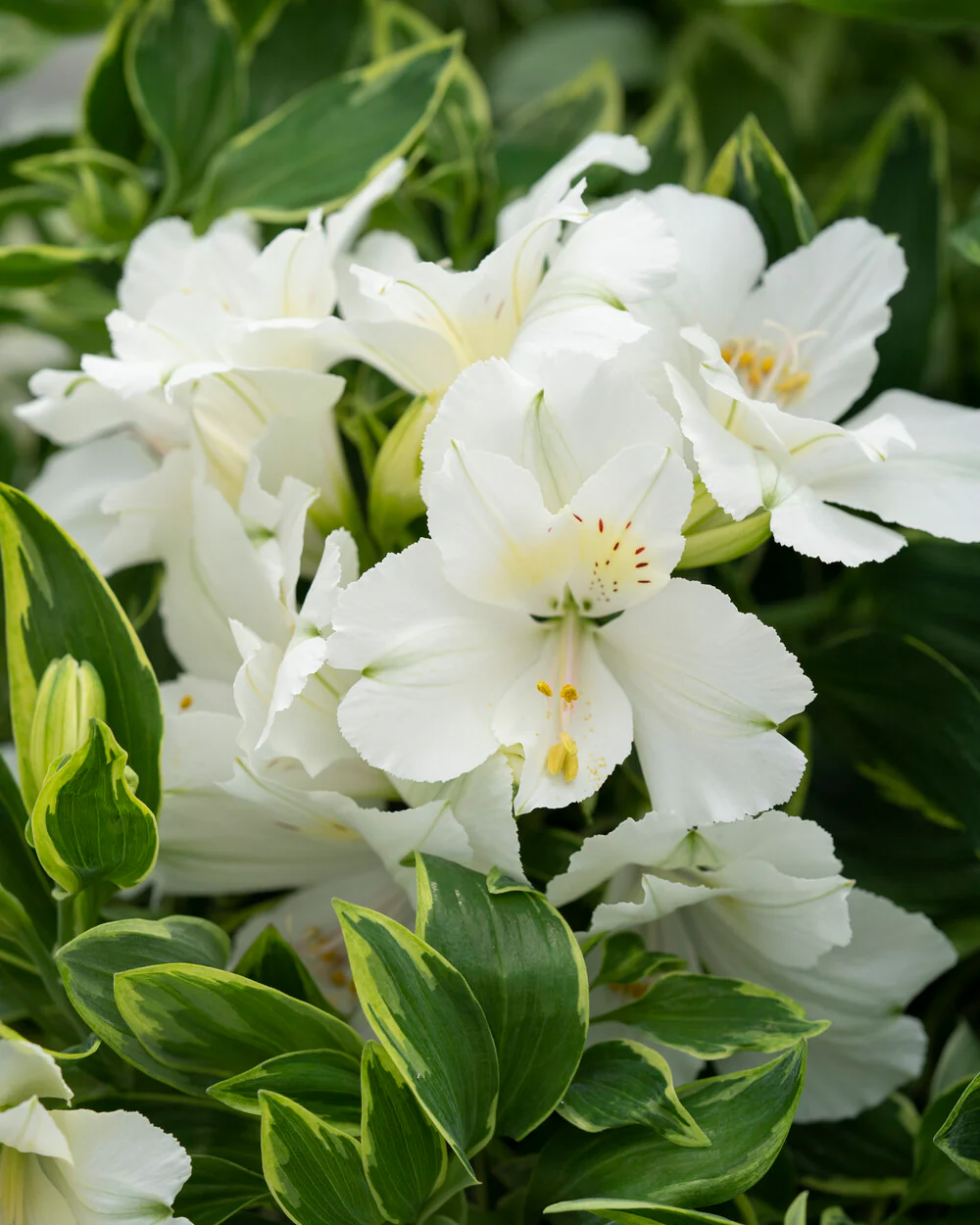 Alstroemeria 'Claressa' - Image 3