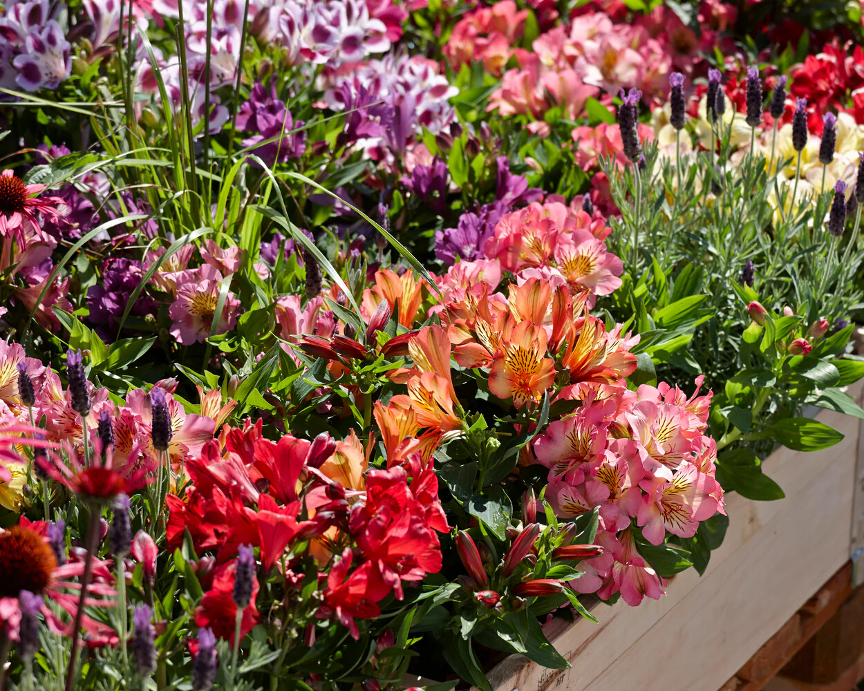 Alstroemeria 'Colorita Mix' - Image 3