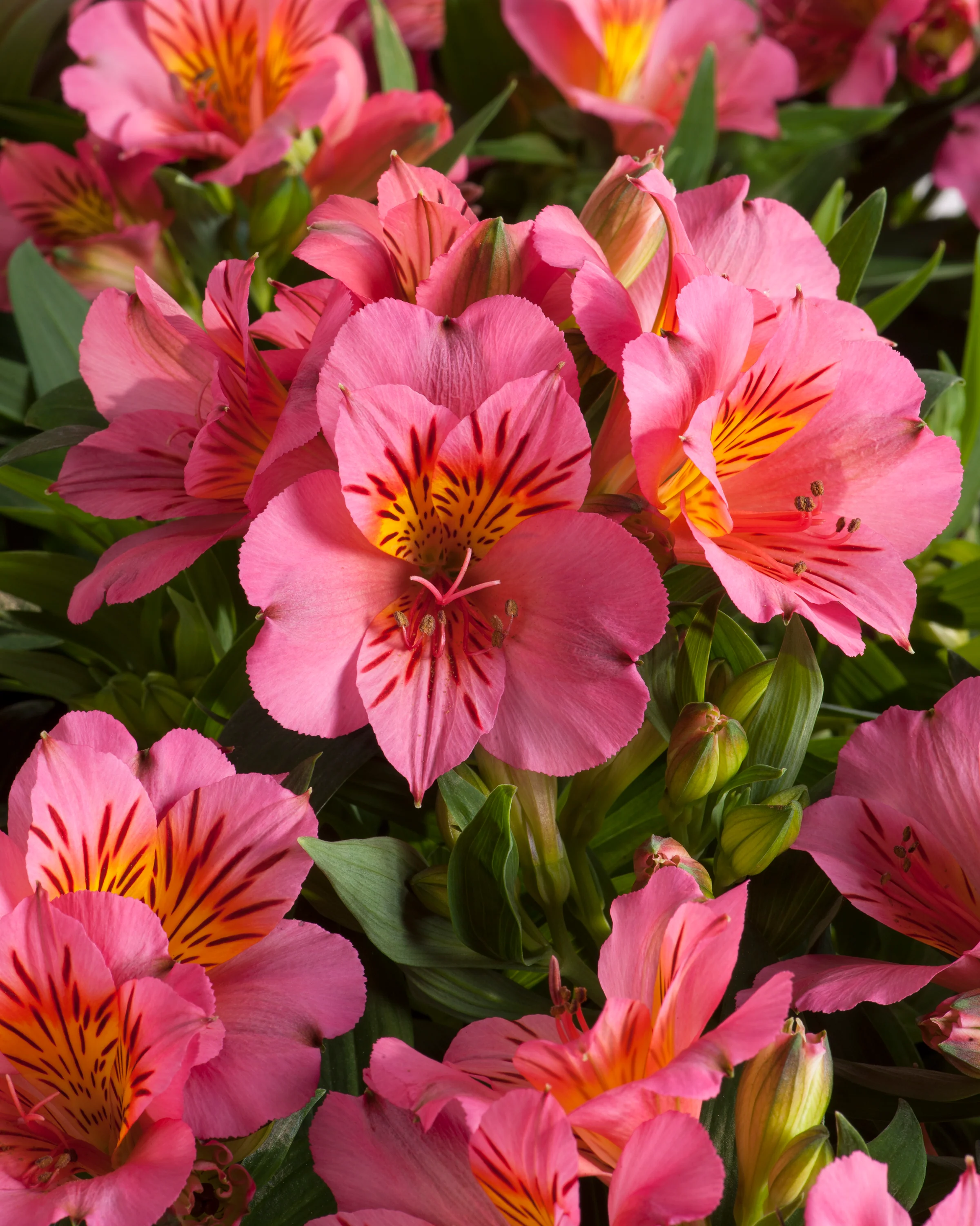 Alstroemeria 'Eliane' - Image 3
