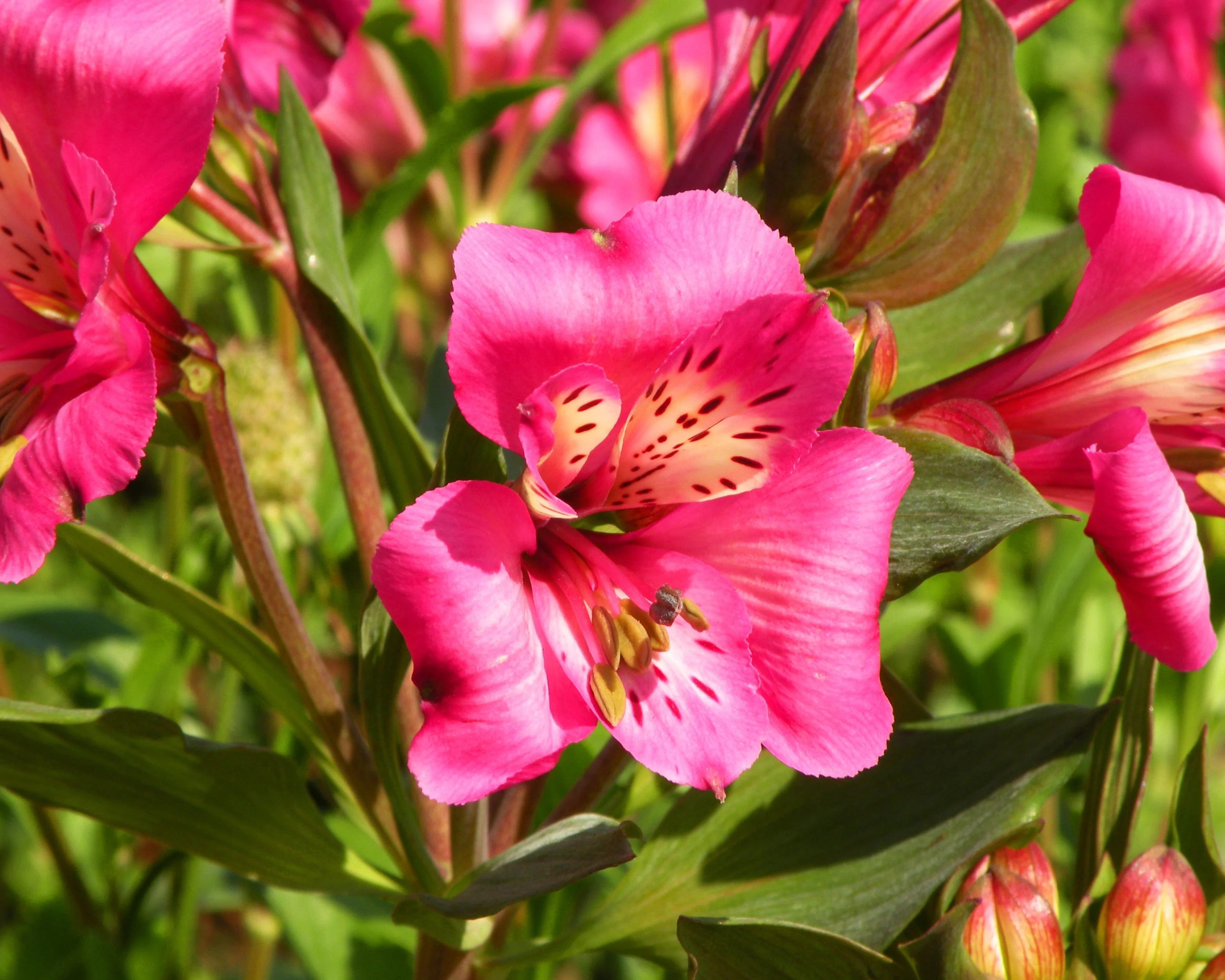 Alstroemeria 'Eliane' - Image 5