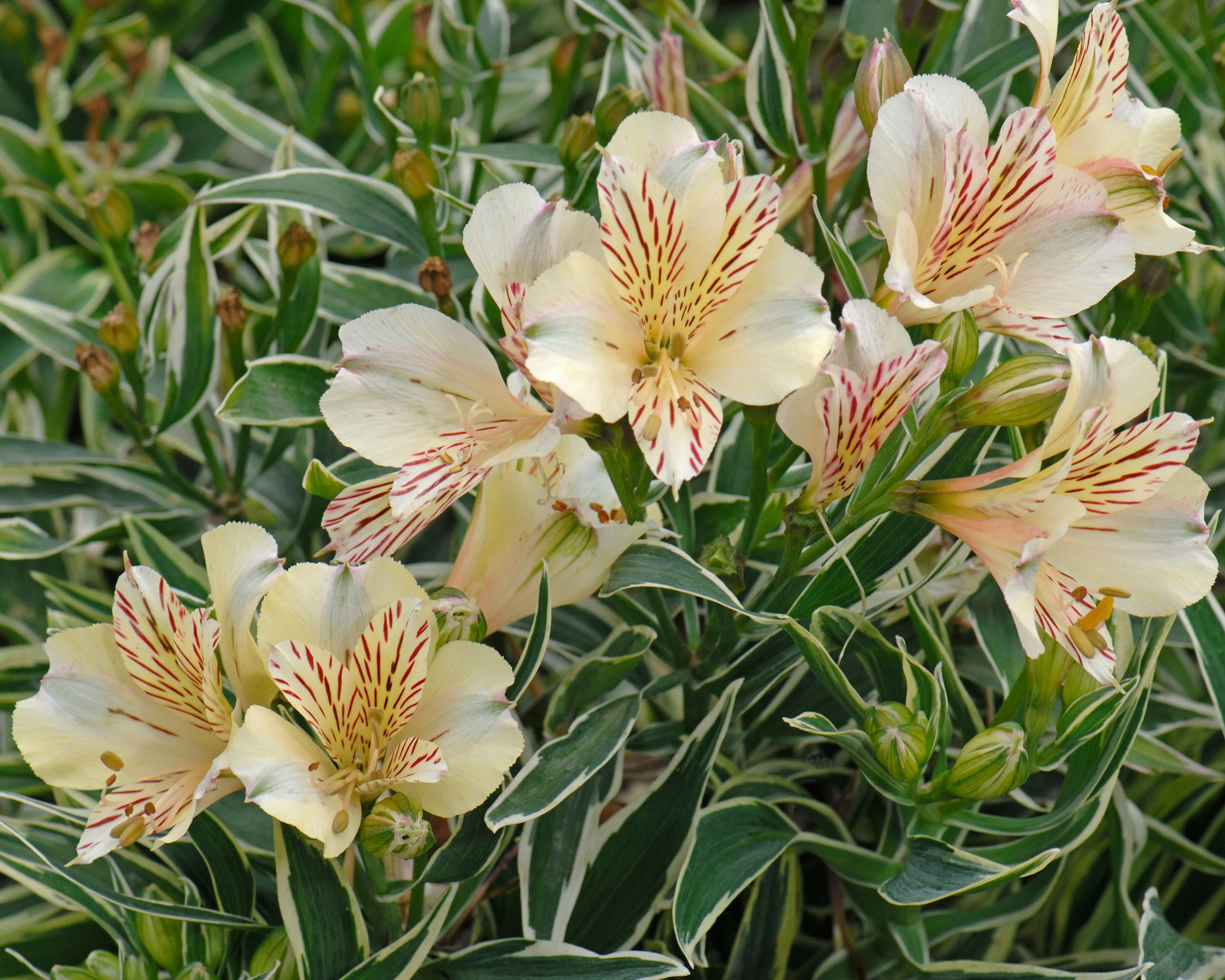 Alstroemeria 'Fabiana' - Image 4