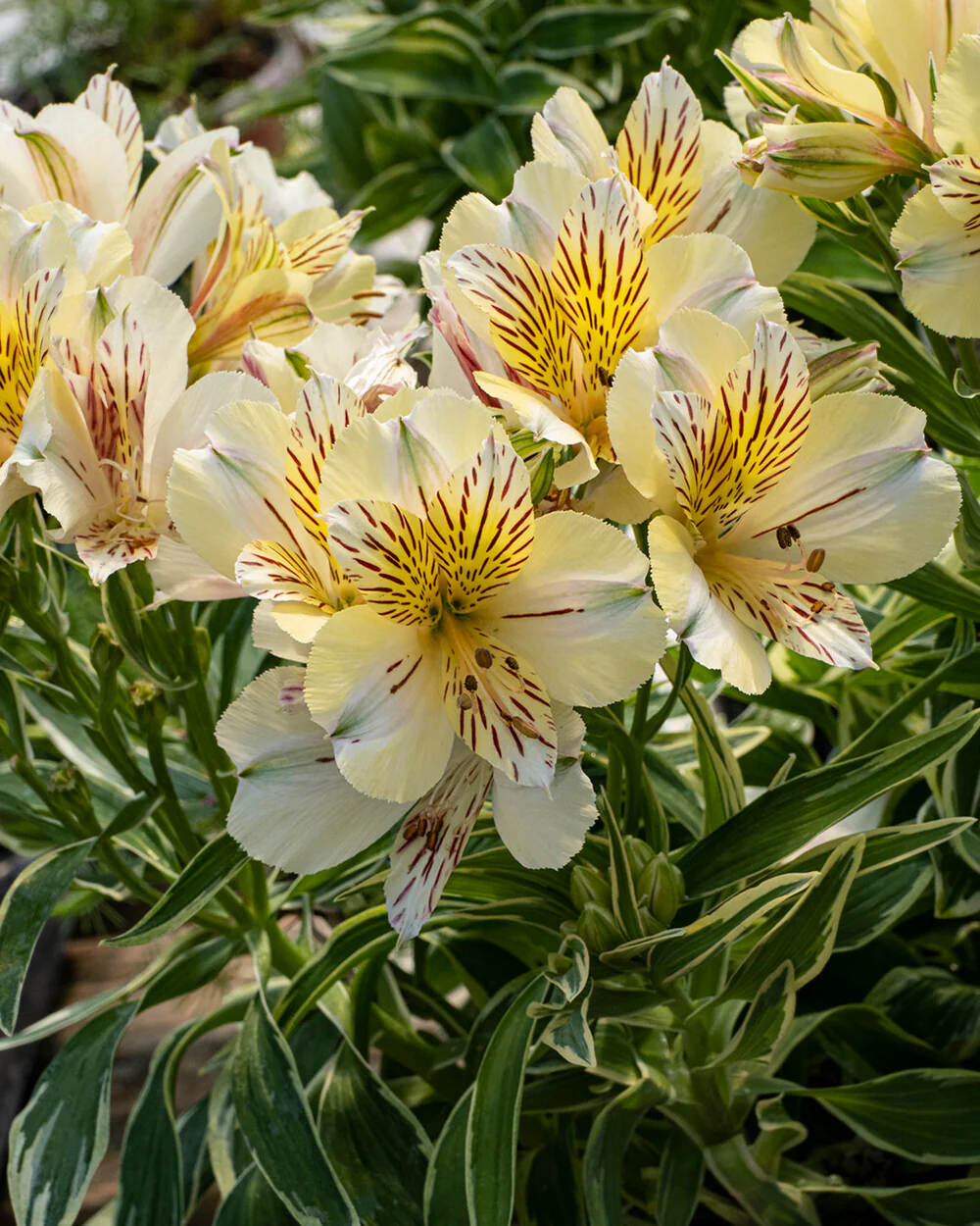 Alstroemeria 'Fabiana' - Image 6