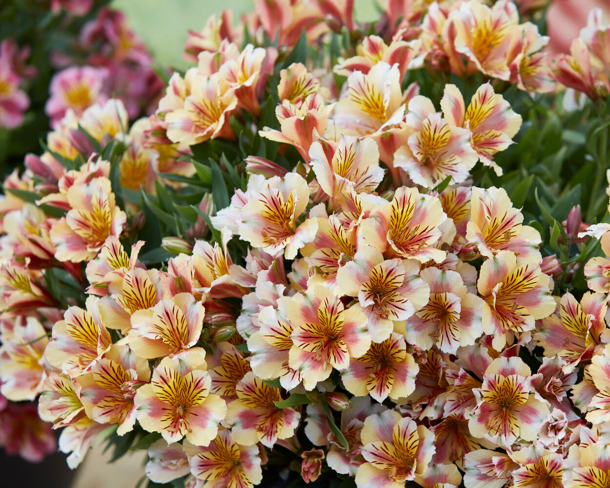 Alstroemeria 'Princess Sara' - Image 3