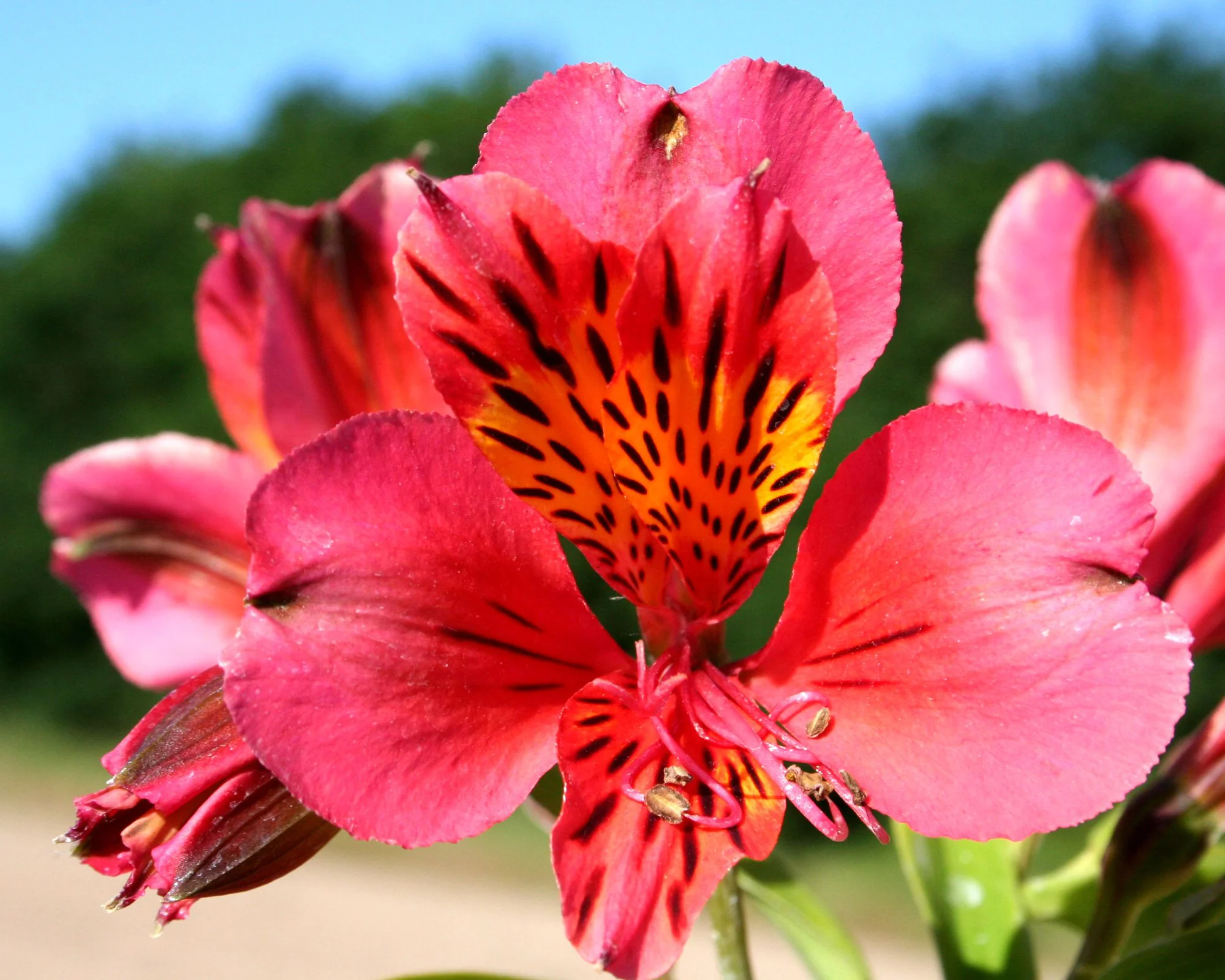 Alstroemeria 'Tiercé' - Image 10